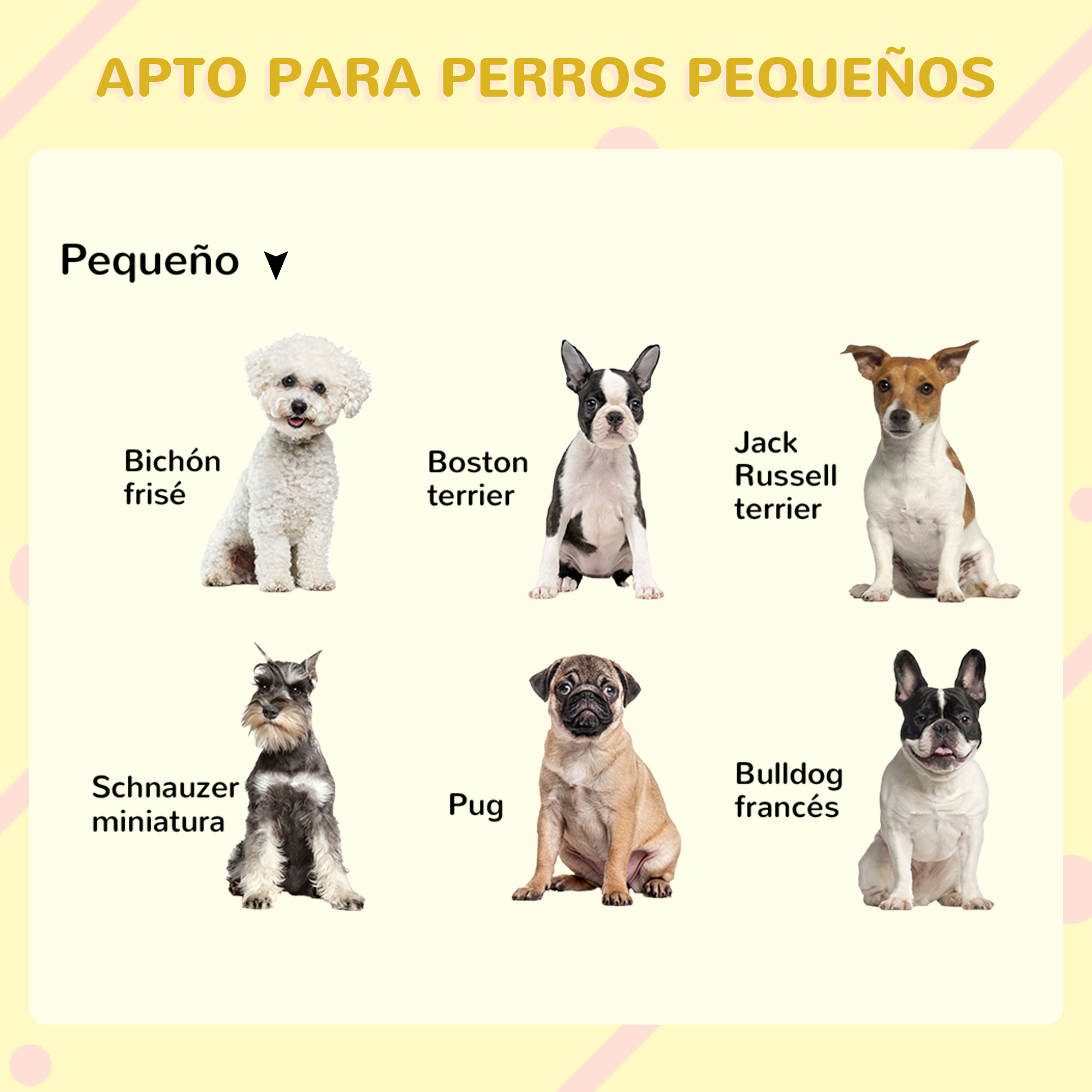 Razas de perros pequeños: Bichón Frisé, Boston Terrier, Jack Russell Terrier, Schnauzer, Pug y Bulldog Francés.