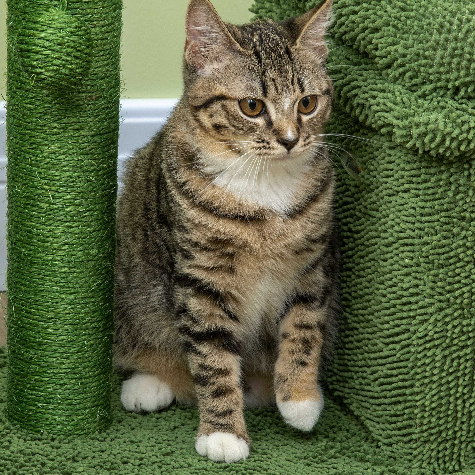 Un gato atigrado sentado en una alfombra verde, junto a un rascador verde y una estera verde.