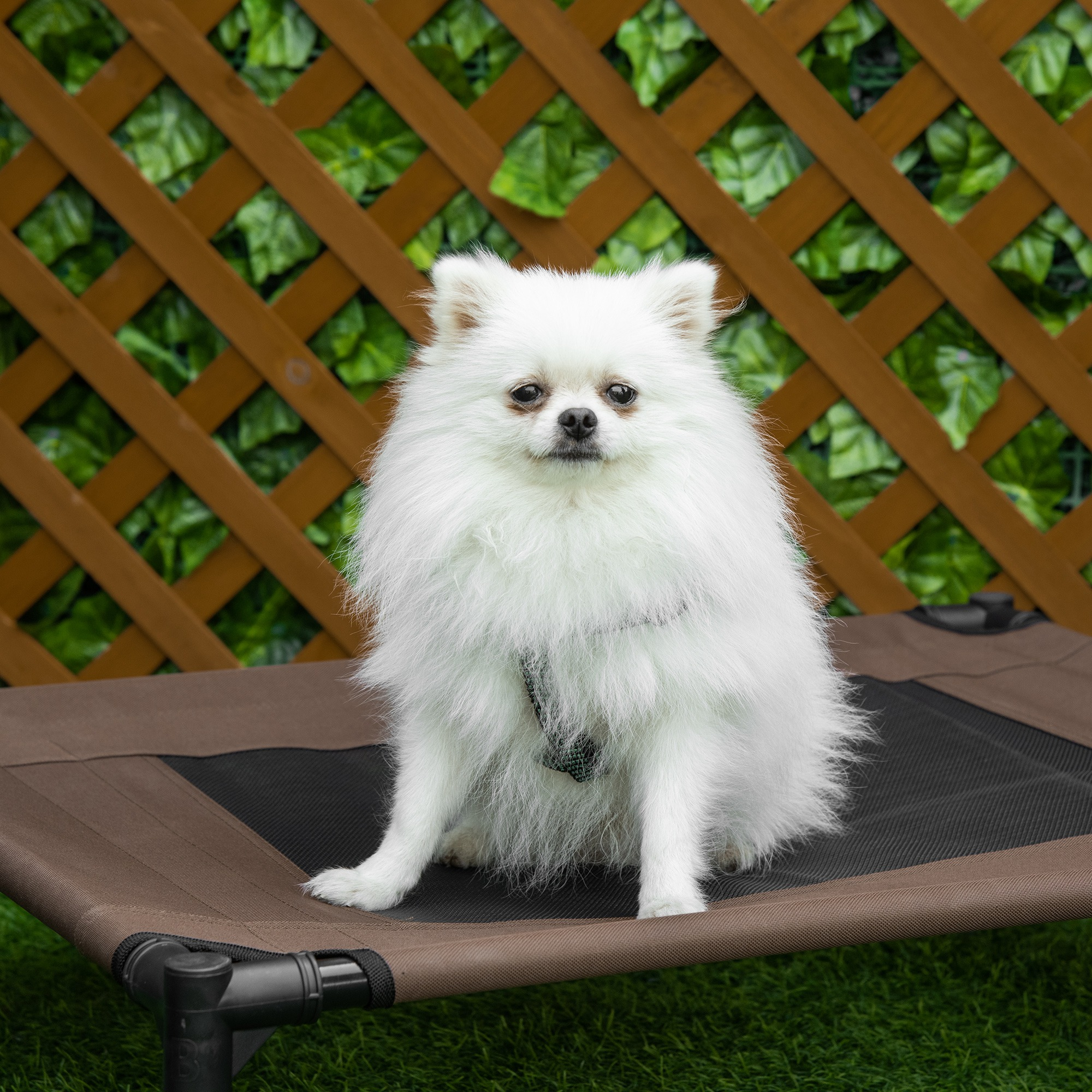 Perro Pomerania blanco sentado en una cama elevada marrón y negra. Una valla de madera en el fondo.