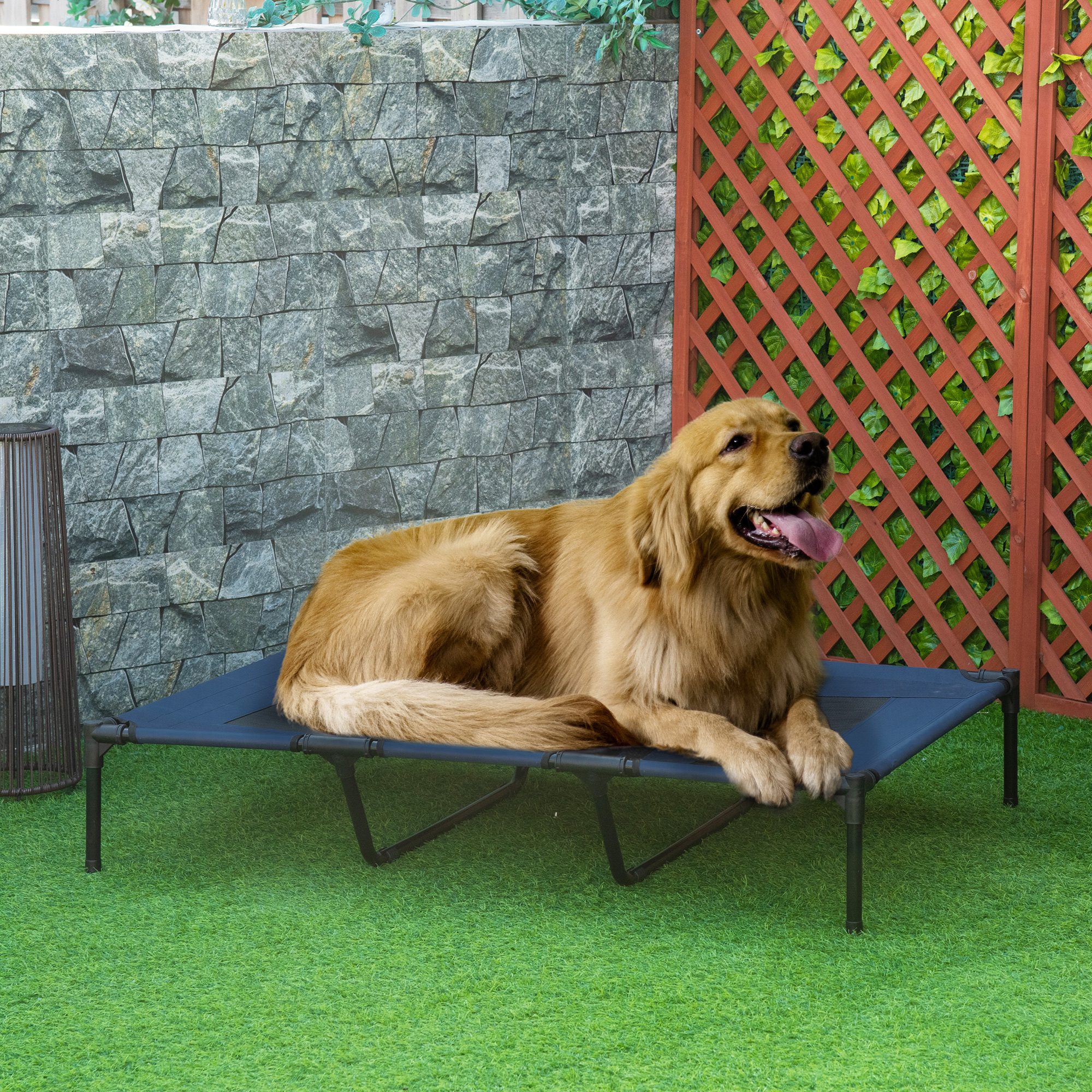 Perro Golden Retriever acostado en una cama elevada azul para mascotas sobre césped verde. Fondo con muro de piedra.