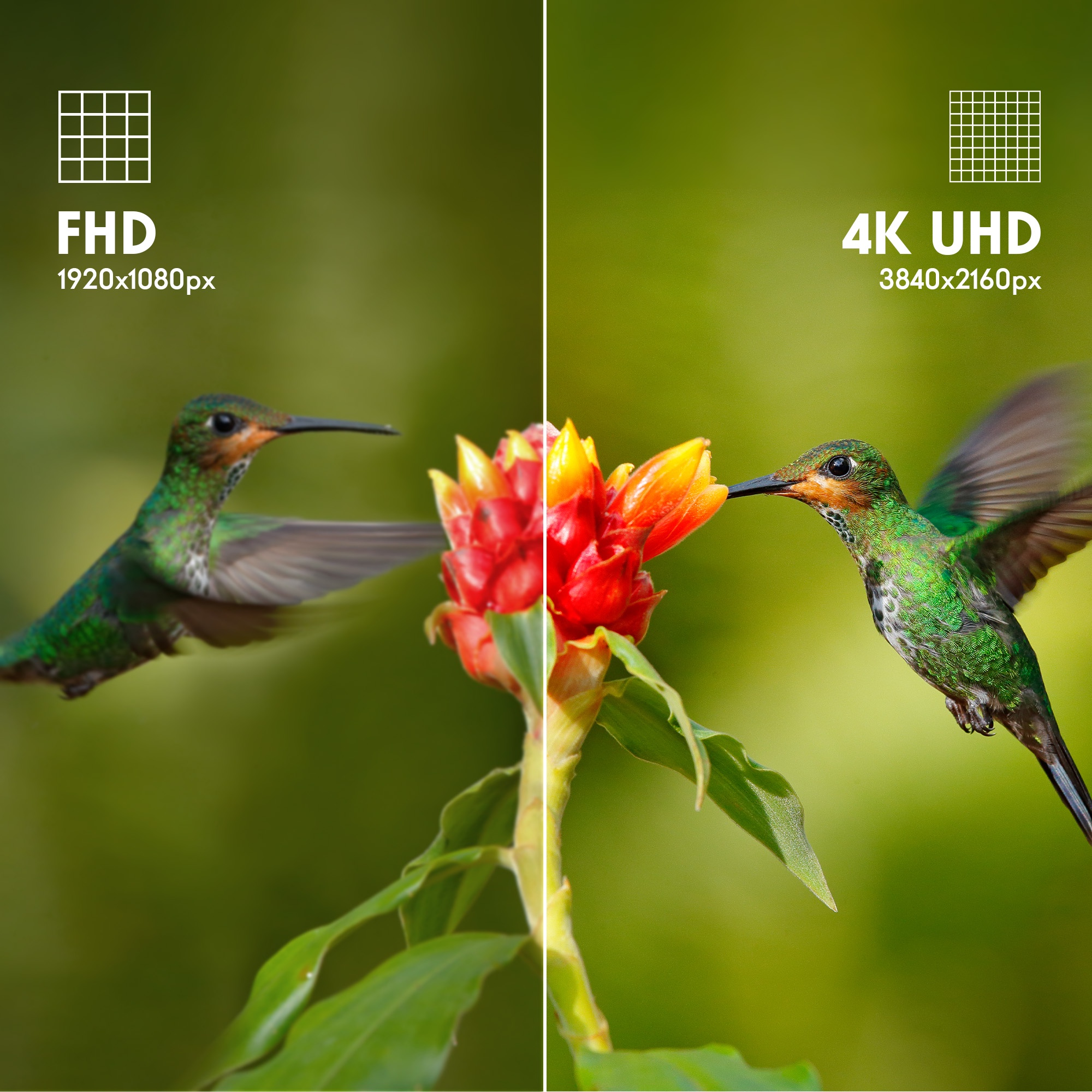 Dwa zdjęcia kolibrów: po lewej FHD, po prawej 4K UHD, oba pokazują kwiat.