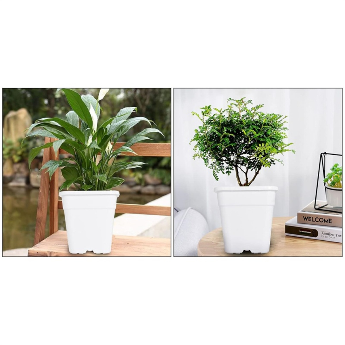 Zwei Topfpflanzen auf einem Tisch. Eine ist eine Blattpflanze, die andere ein kleiner Baum.