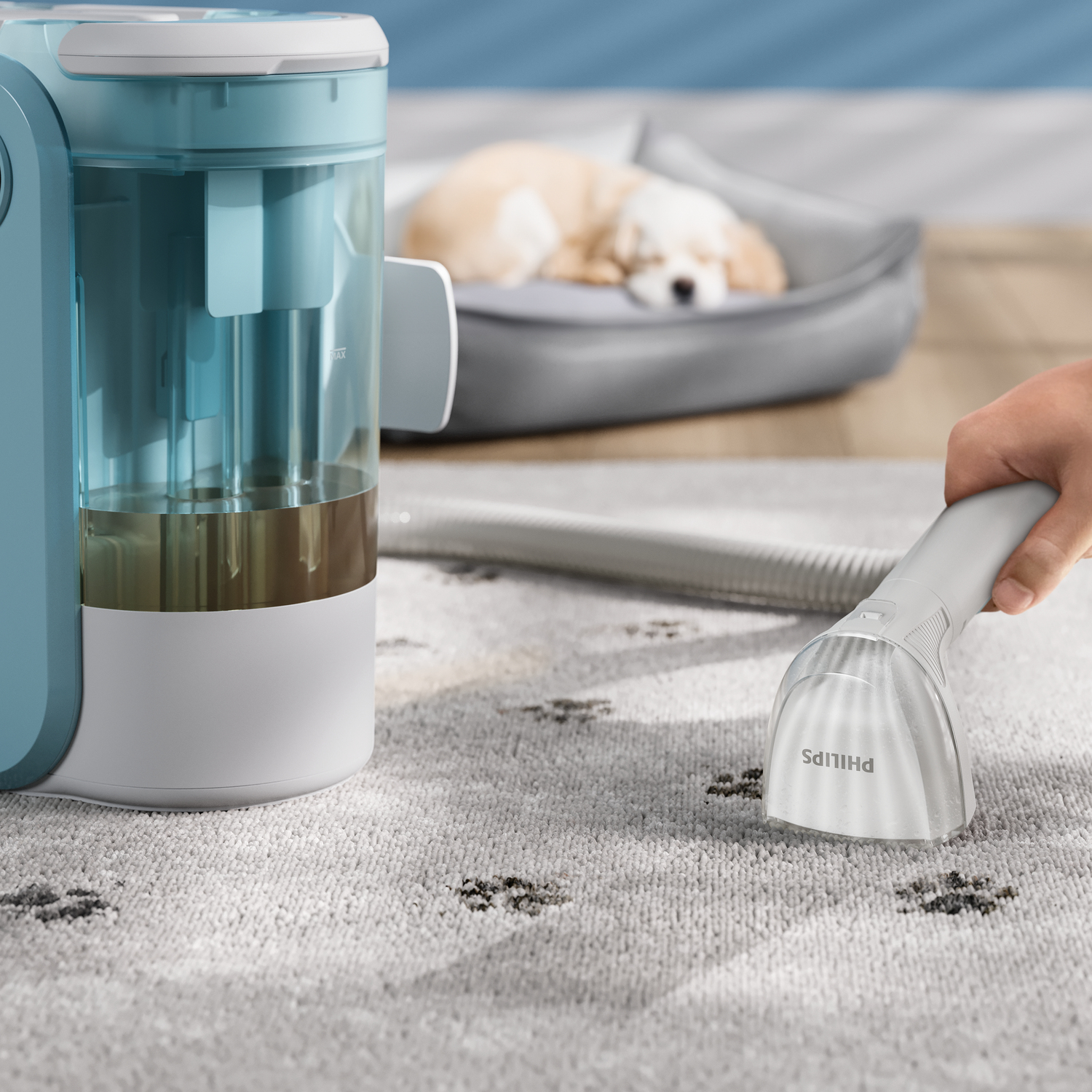 Une personne nettoie un tapis avec un nettoyant Philips. Un chien dort sur un lit en arrière-plan.