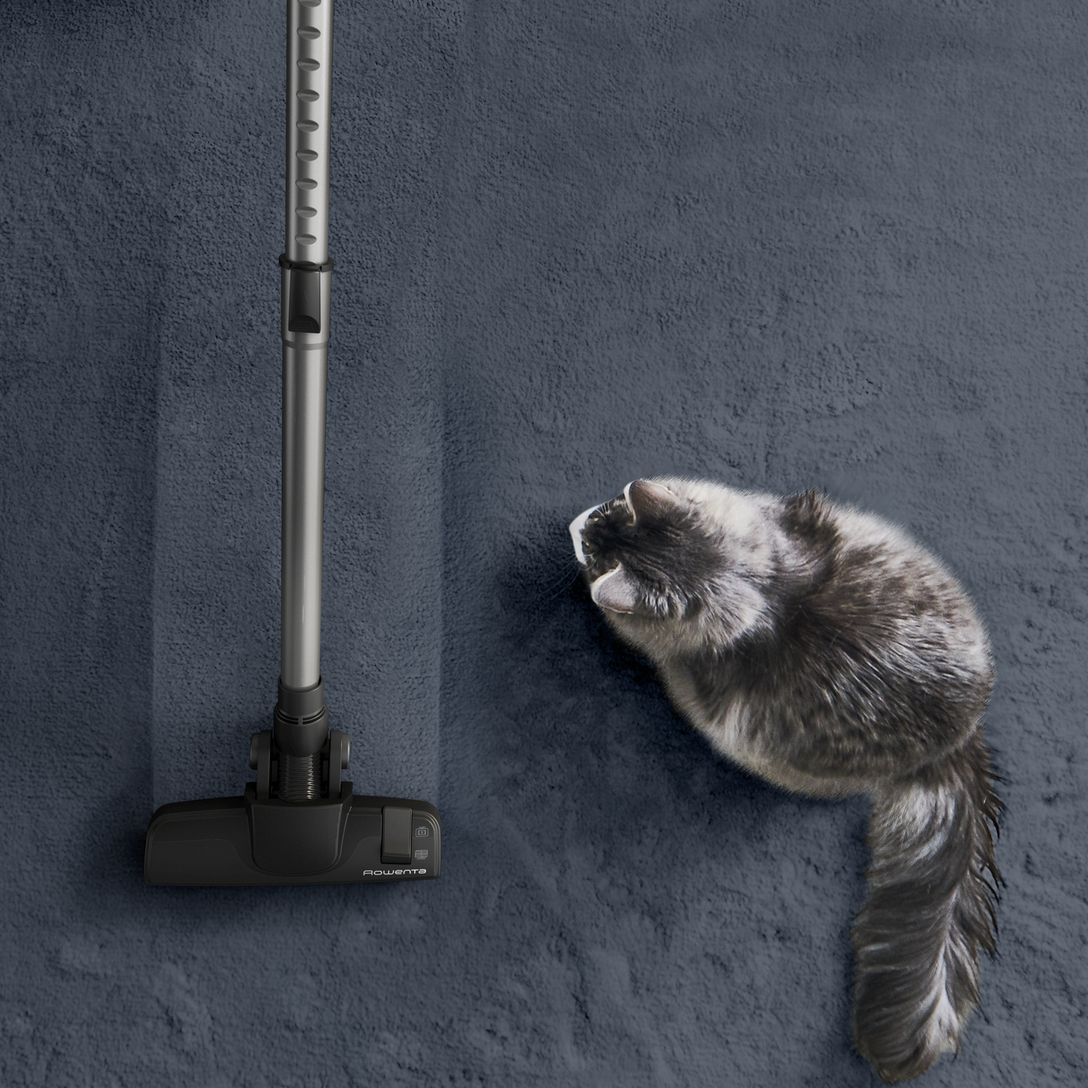 Aspirapolvere e un gatto su un tappeto blu. Il gatto guarda l'aspirapolvere.