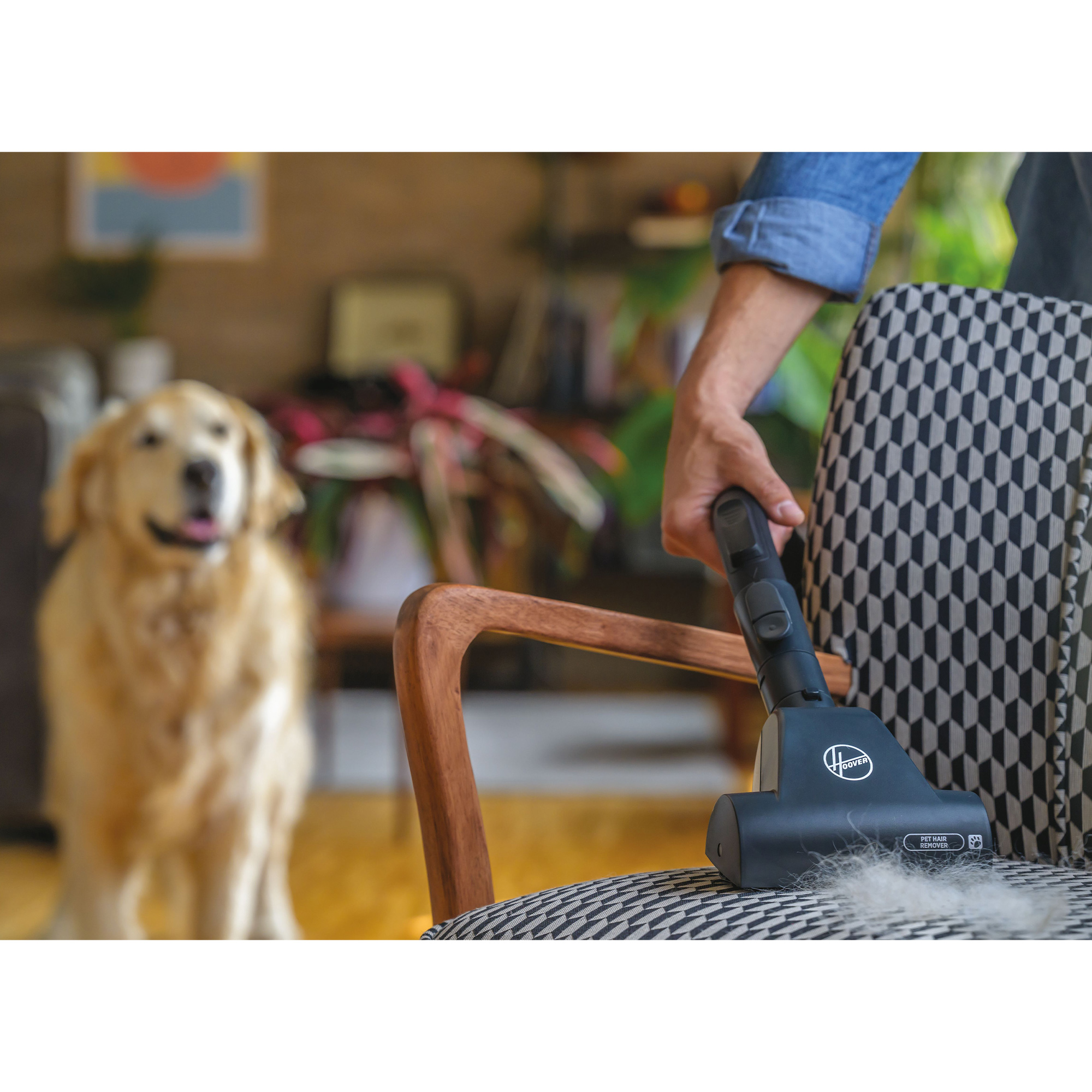 Osoba czyszcząca wzorzyste krzesło odkurzaczem, w pobliżu golden retriever.