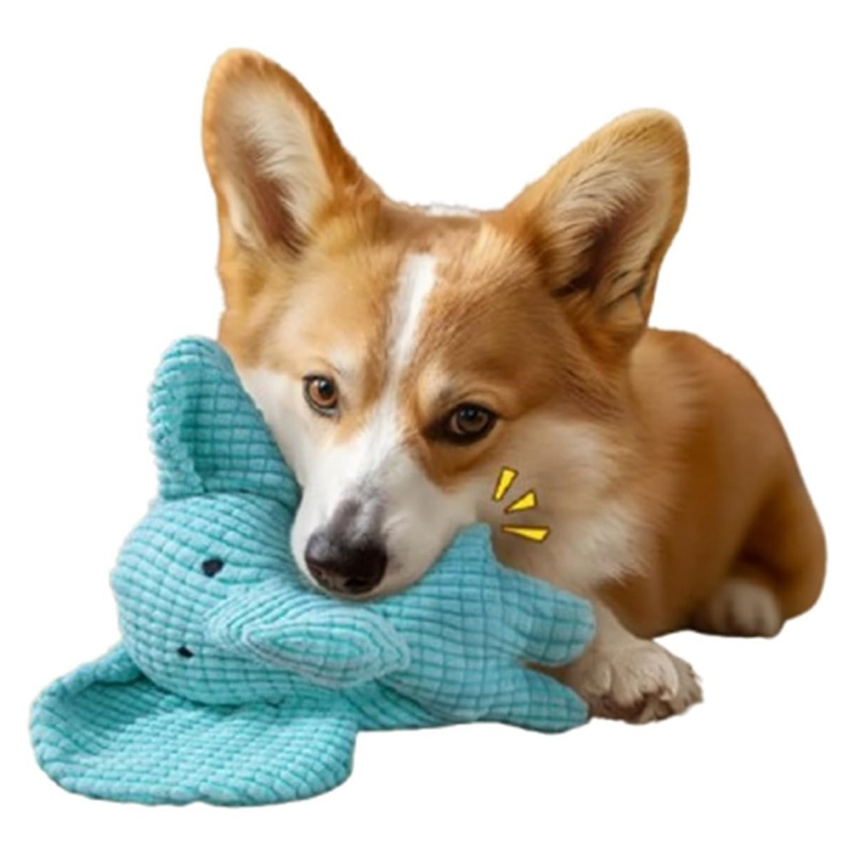 Ein Corgi-Hund mit einem weißen Streifen im Gesicht, der ein blaues Hasen-Plüschtier hält.