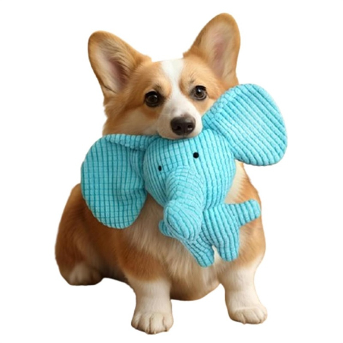 Corgi-Hund hält ein blaues Stoff-Elefantenspielzeug im Maul, auf weißem Hintergrund.