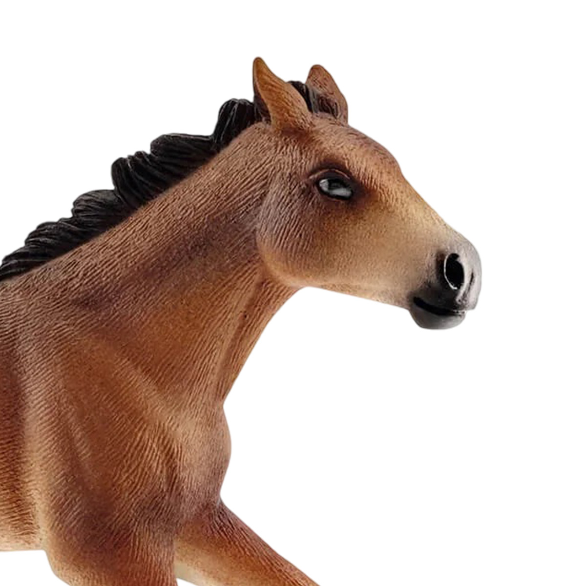 Una testa di cavallo marrone con criniera nera e sfondo bianco.