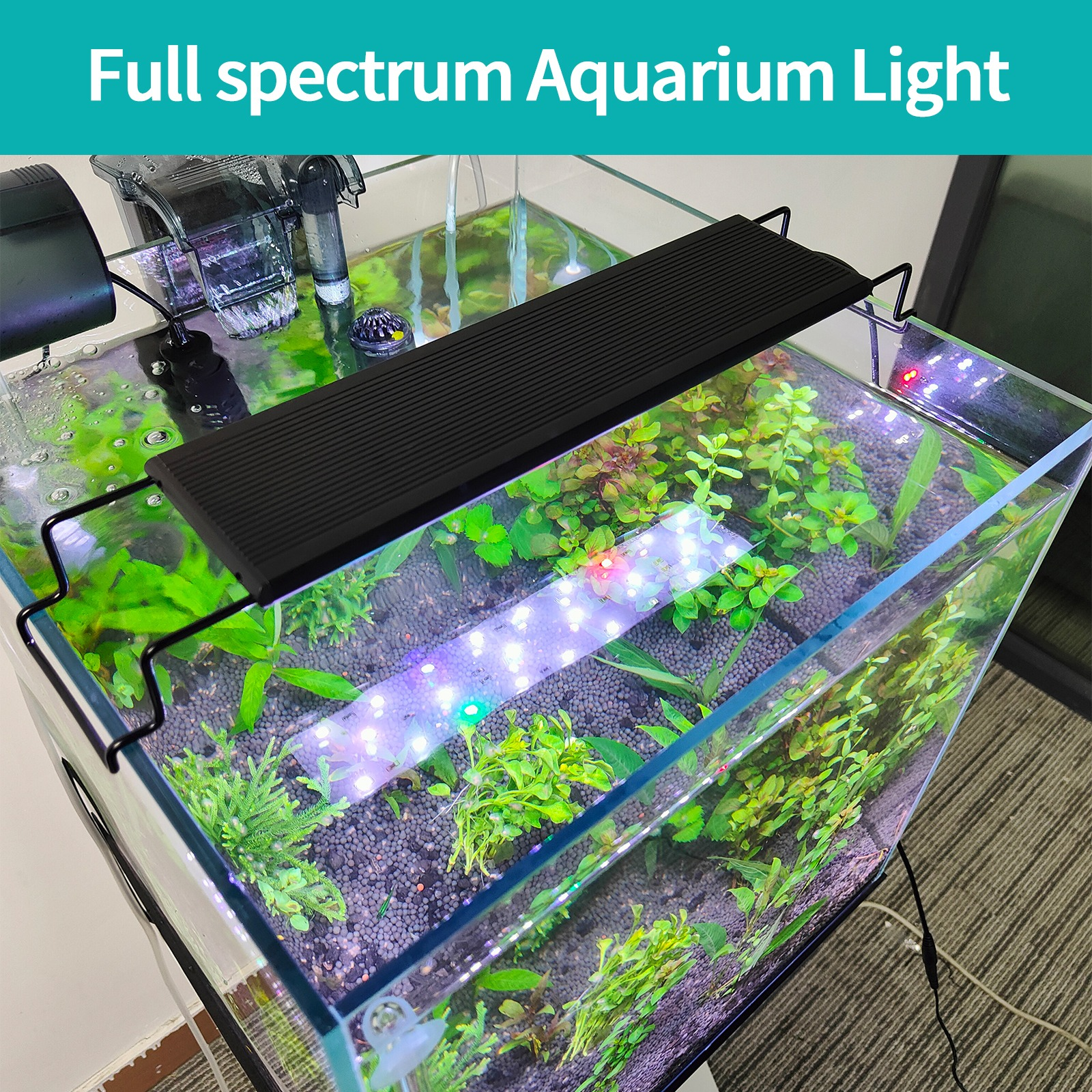 Aquarium mit Pflanzen, schwarzem Licht und Leuchte. Der Tank ist klar mit grünen Pflanzen.