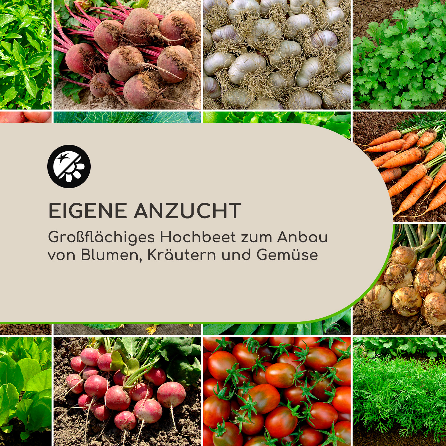 Verschiedenes Gemüse angeordnet. Rote Bete, Karotten, Knoblauch, Zwiebeln und mehr. Text: 'EIGENE ANZUCHT'.
