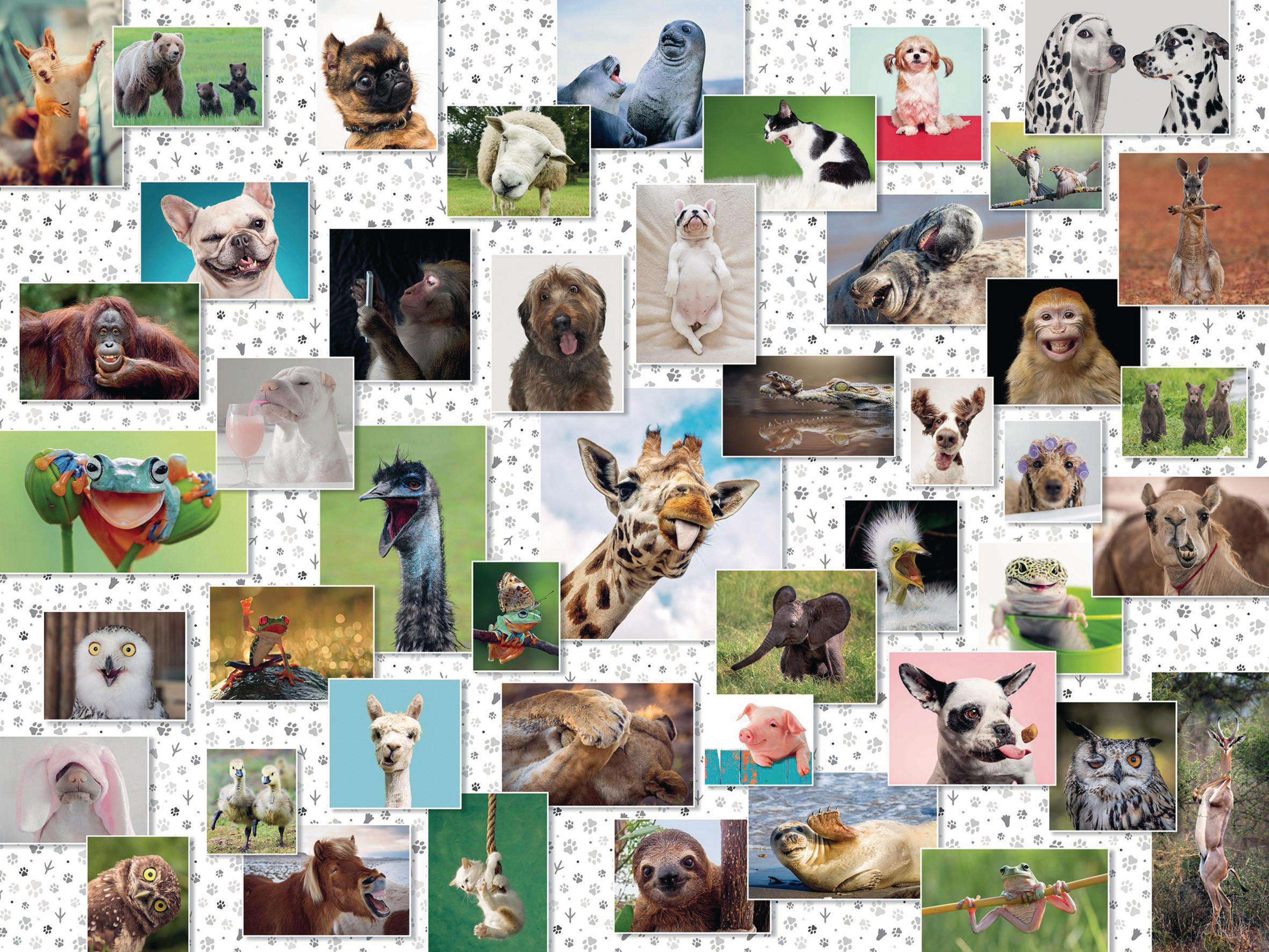 Collage von verschiedenen Tiergesichtern: Hunde, Katzen, Affen, Eulen, Giraffe, Schwein, Frosch und andere.