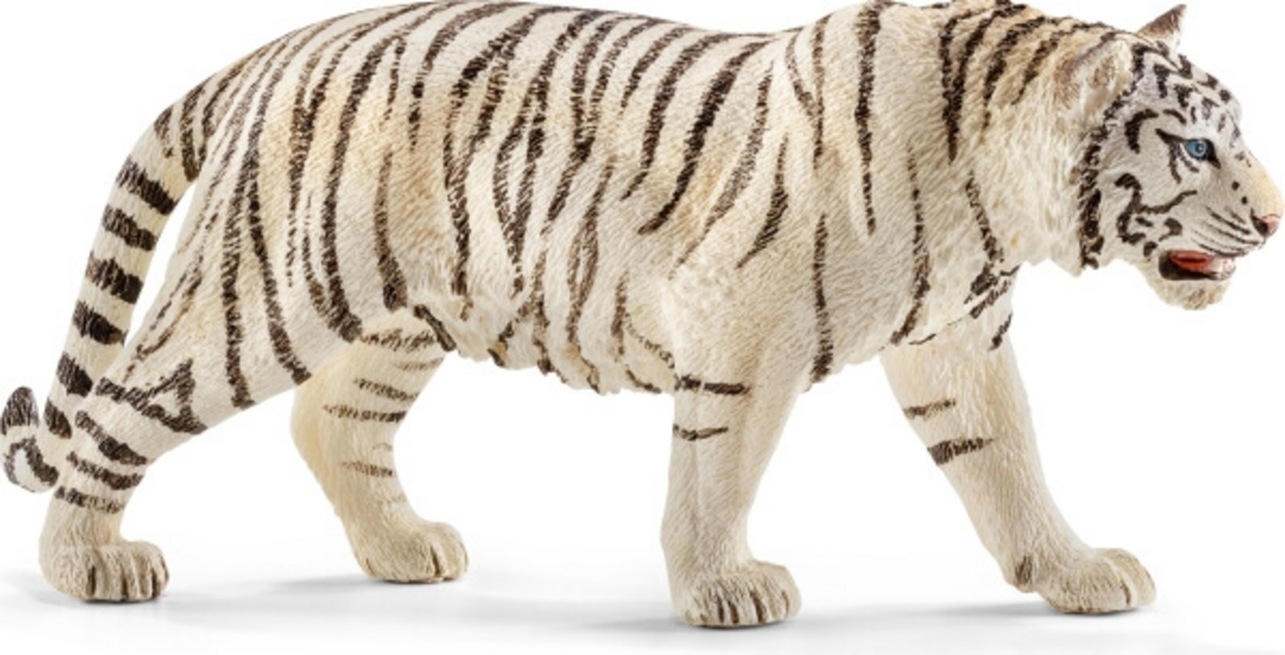 Una tigre bianca con strisce nere cammina in avanti, bocca leggermente aperta.