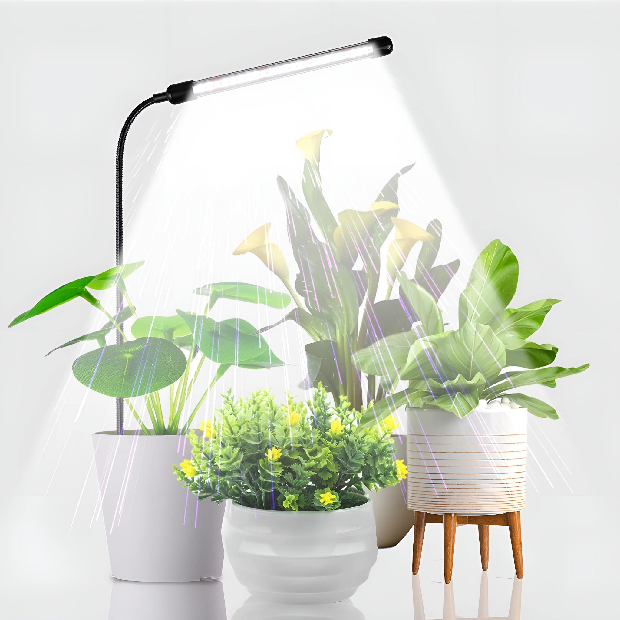 Topfpflanzen unter einer Wachstumslampe. Weiße Töpfe, ein Holzständer und ein weißer Hintergrund.