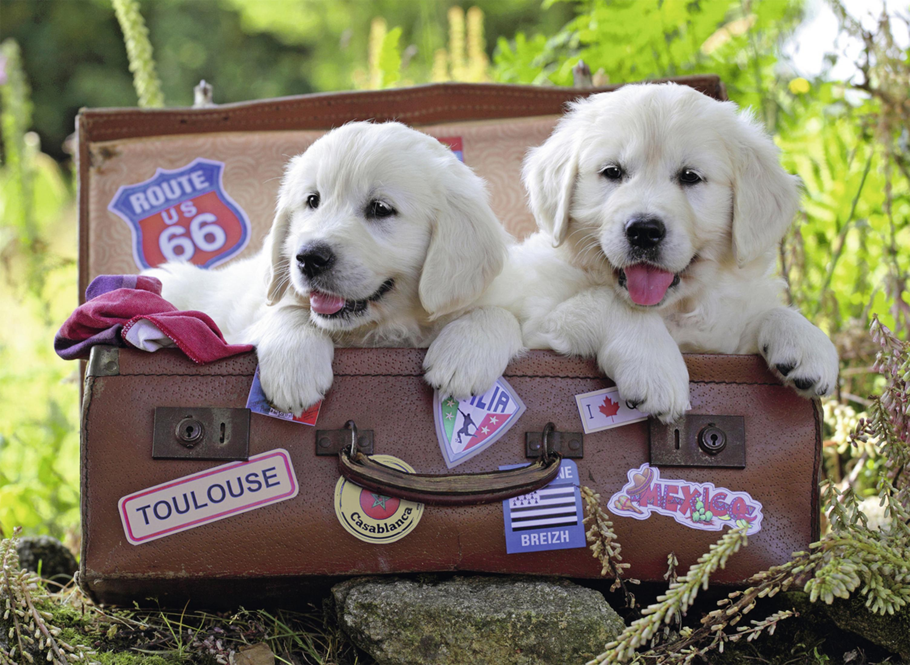 Due cuccioli di golden retriever in una valigia con adesivi da viaggio e un cartello della Route 66.