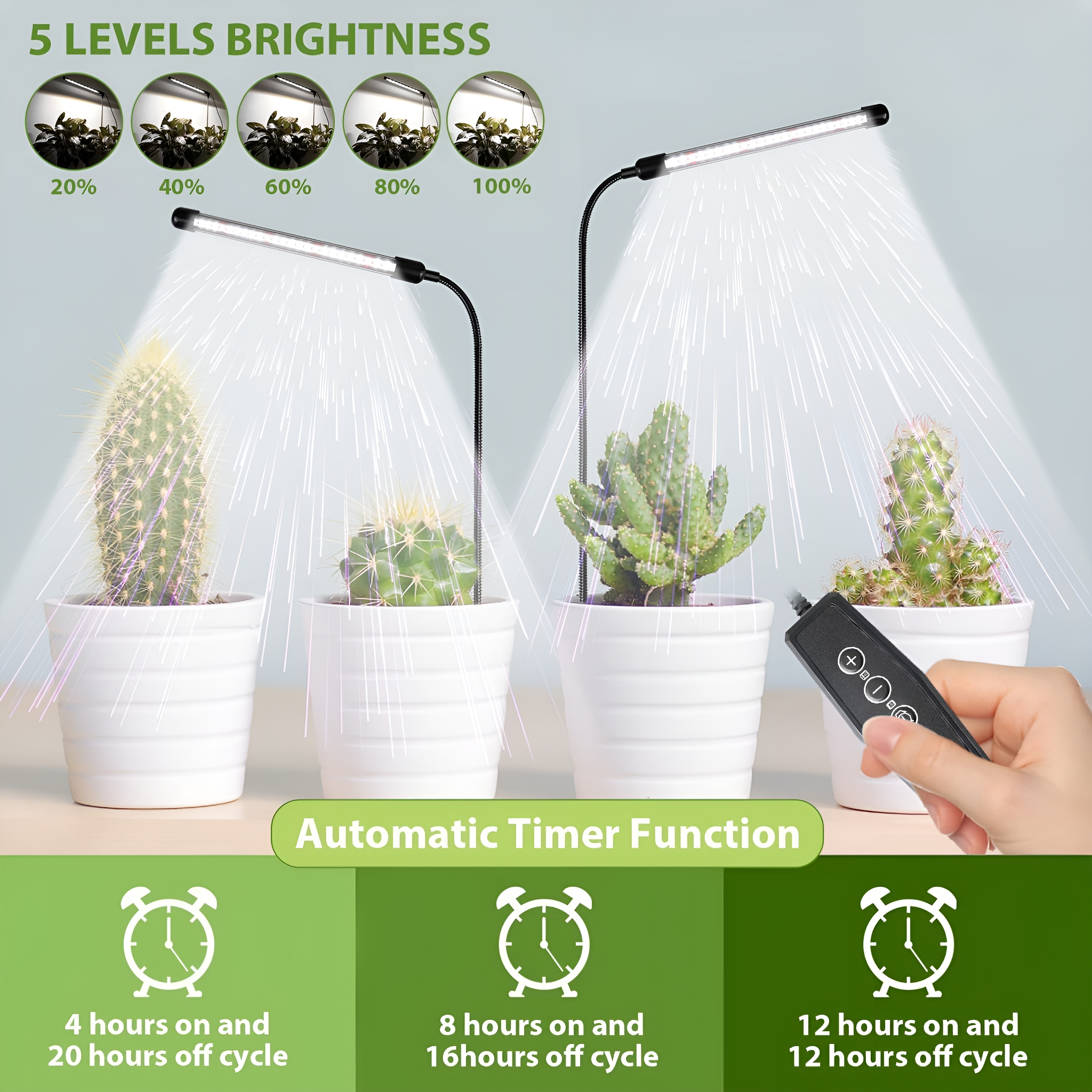 Vier Kakteen unter LED-Leuchten. Timer-Funktionsanzeige. Weiße Töpfe, schwarzer Hintergrund.