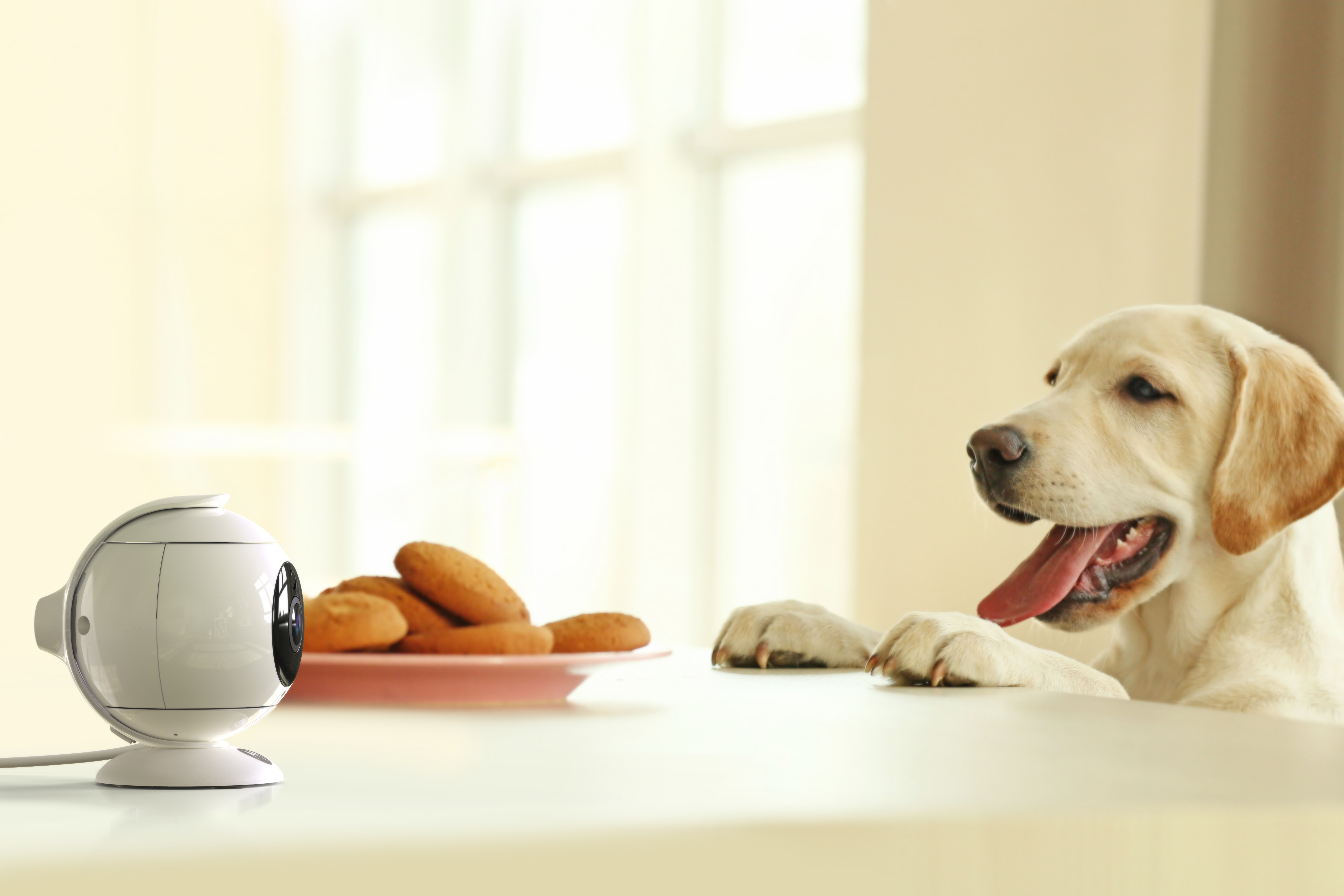 A white dog looks at cookies near a white camera. The dog has its tongue out. The background is a window.