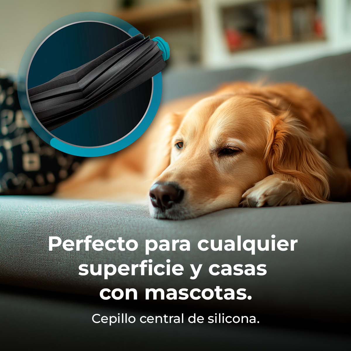 Un perro golden retriever descansando en un sofá gris, y un primer plano de un cabezal de aspiradora negro.