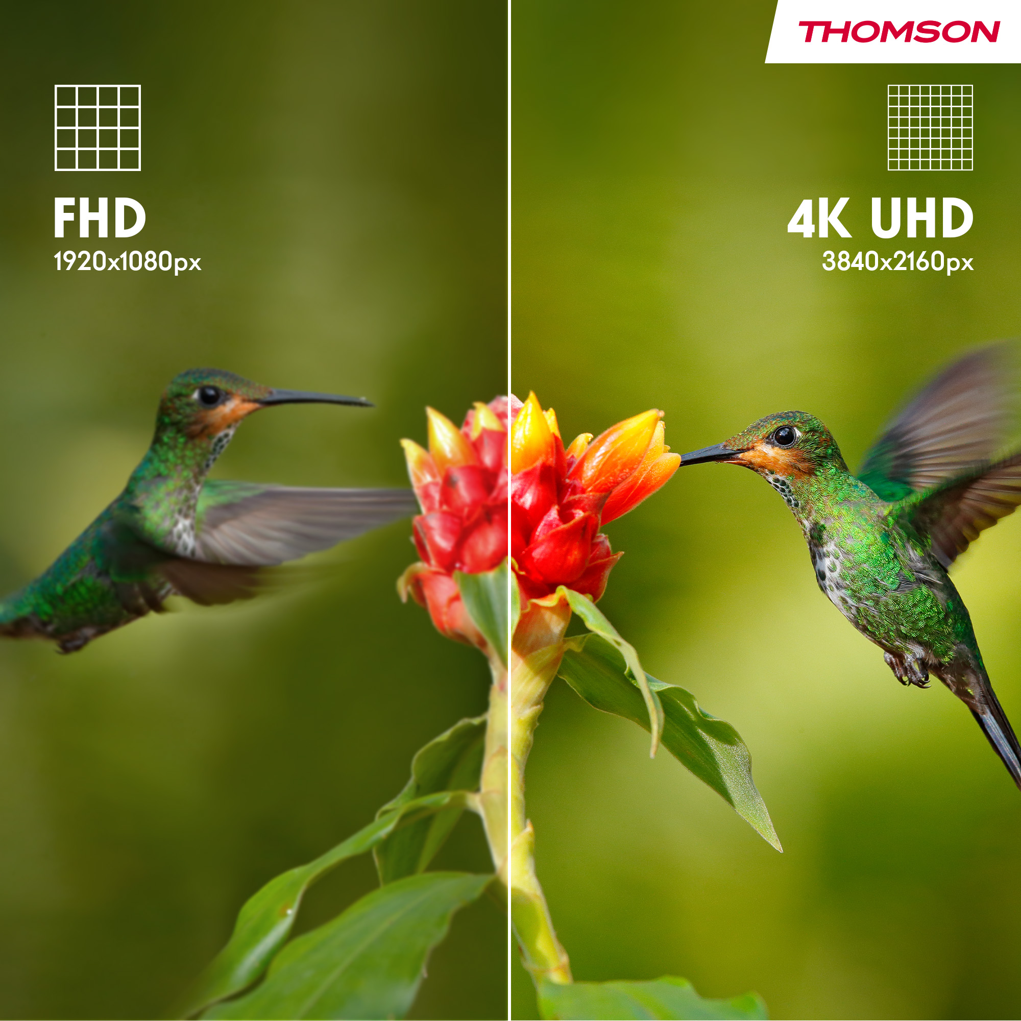 Porównanie obrazów FHD i 4K UHD. Kolibry i kwiat pokazano ze szczegółami rozdzielczości.