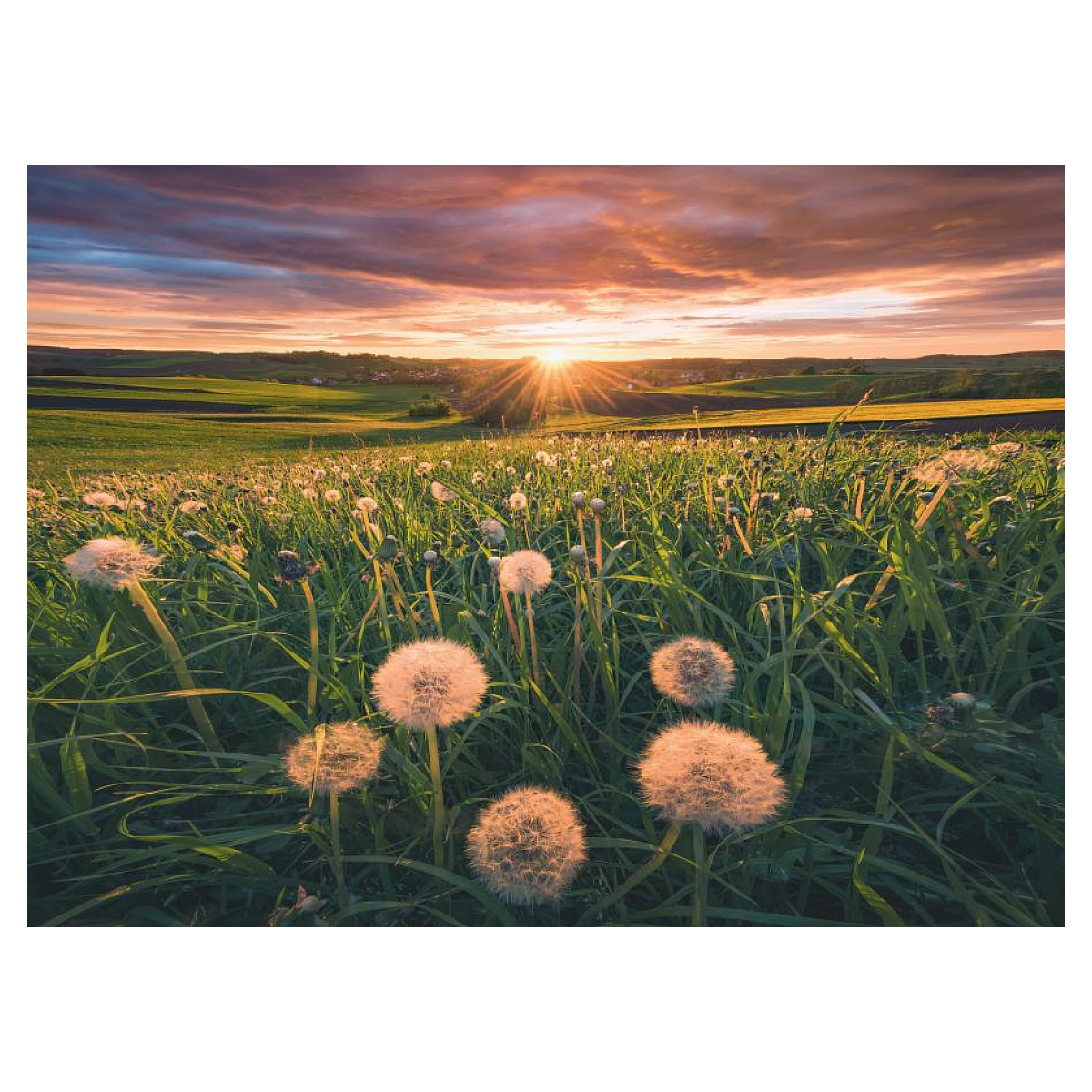Sonnenuntergang über grünen Feldern mit Löwenzahnpflanzen im Vordergrund. Oranger und lila Himmel.