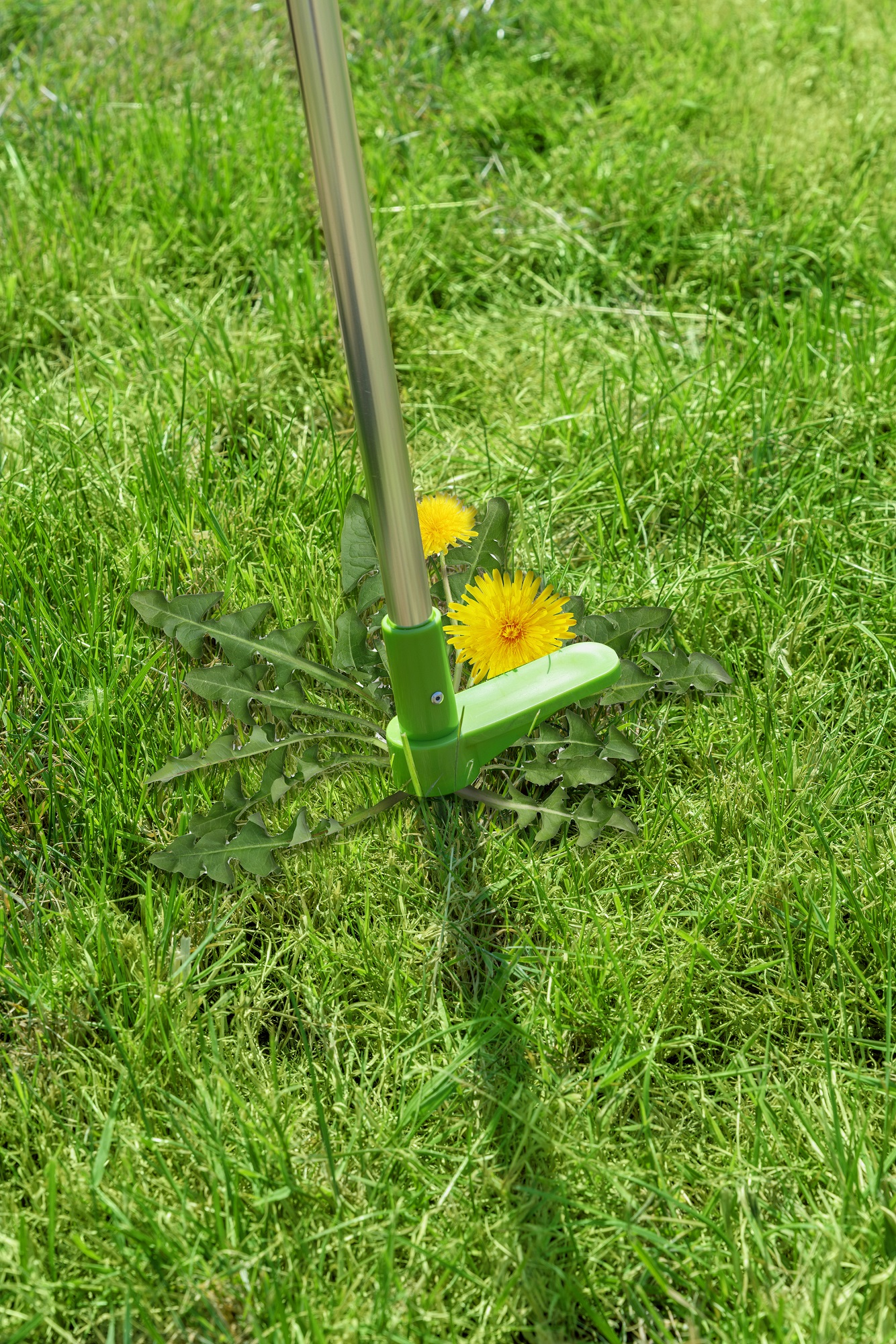 Een groene onkruidtrimmer snijdt rond een gele paardenbloem in een groen grasveld.