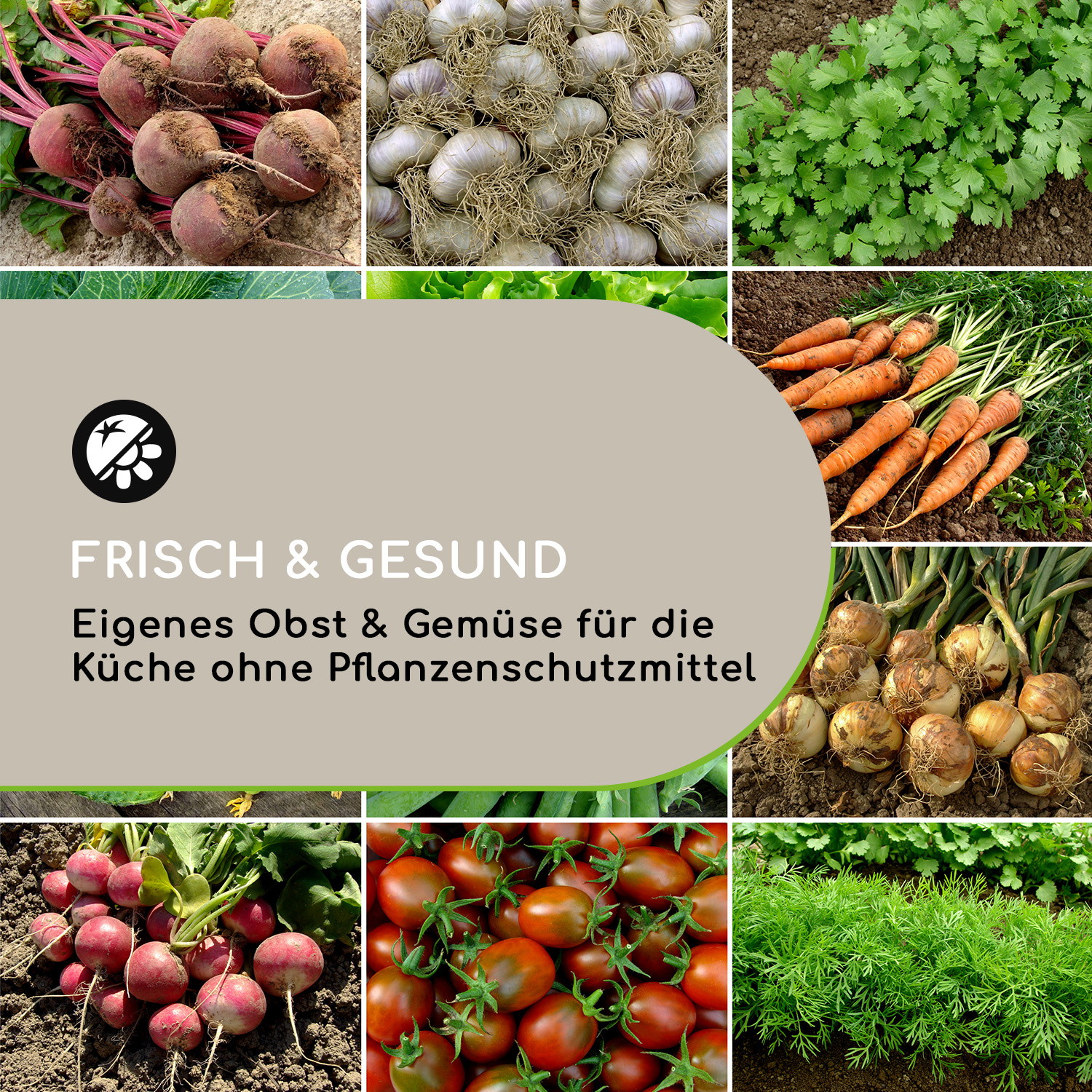 Sortiment an frischem Gemüse. Enthält Rote Bete, Knoblauch, Koriander, Karotten, Zwiebeln, Radieschen, Tomaten, Dill.