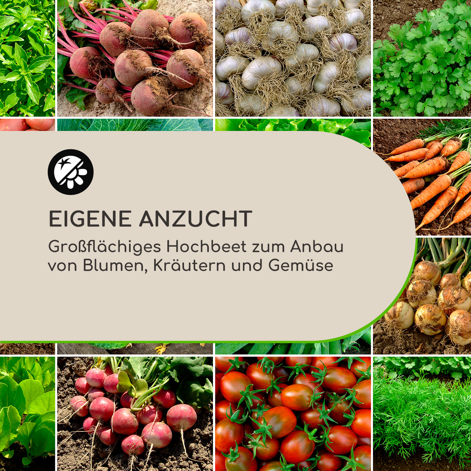 Eine Collage aus Gemüse und Kräutern, darunter Rüben, Knoblauch, Karotten und Tomaten. Text: EIGENE ANZUCHT.