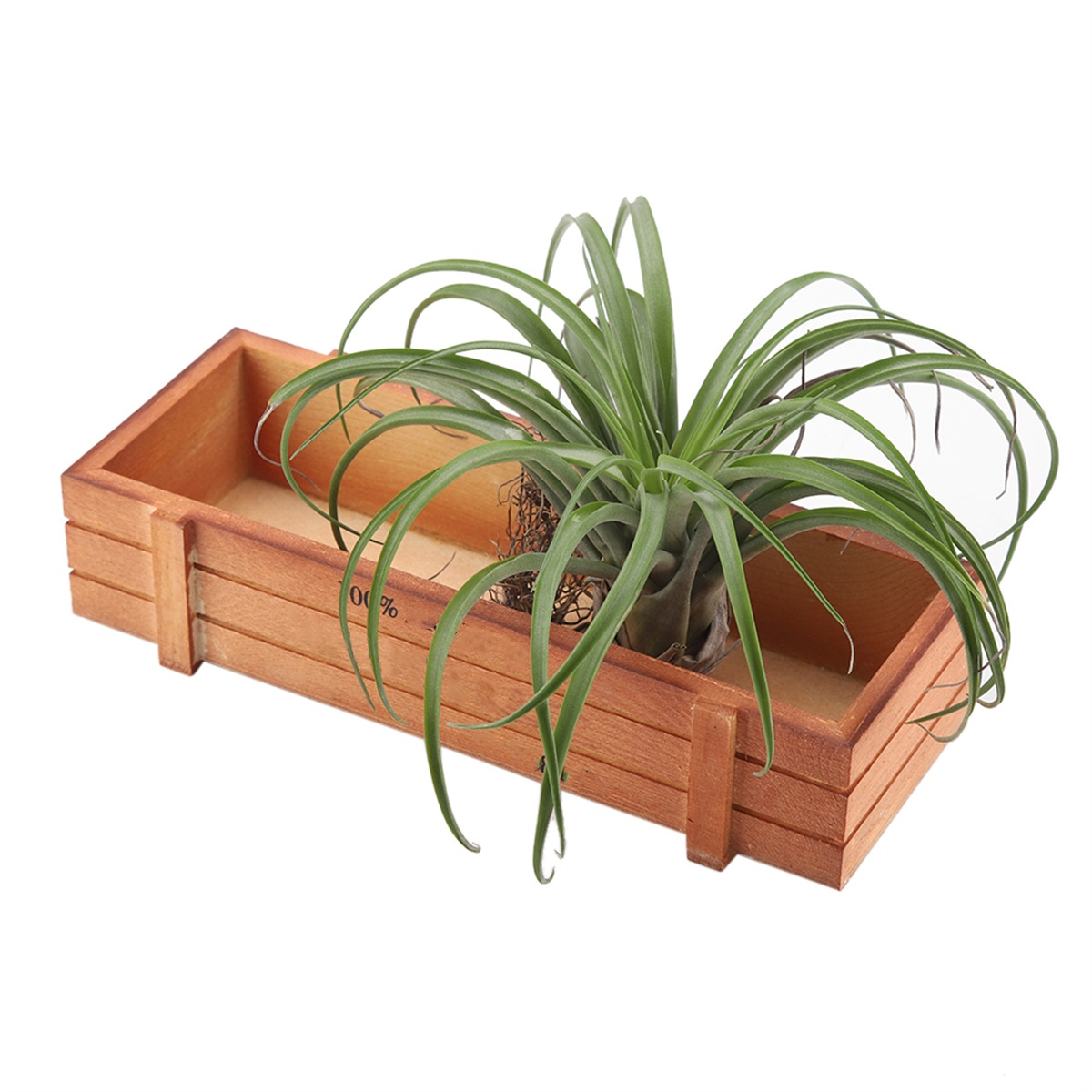 Ein Holzpflanzer mit einer grünen Pflanze darin. Die Pflanze hat lange, dünne Blätter.