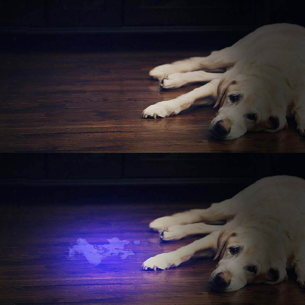 Golden Retriever auf Holzfußboden, dann erscheint ein Urinfleck mit blauem Licht.