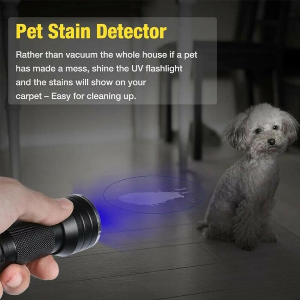 Eine Person hält eine UV-Taschenlampe über einem Fleck auf einem Teppich, mit einem kleinen Hund in der Nähe.