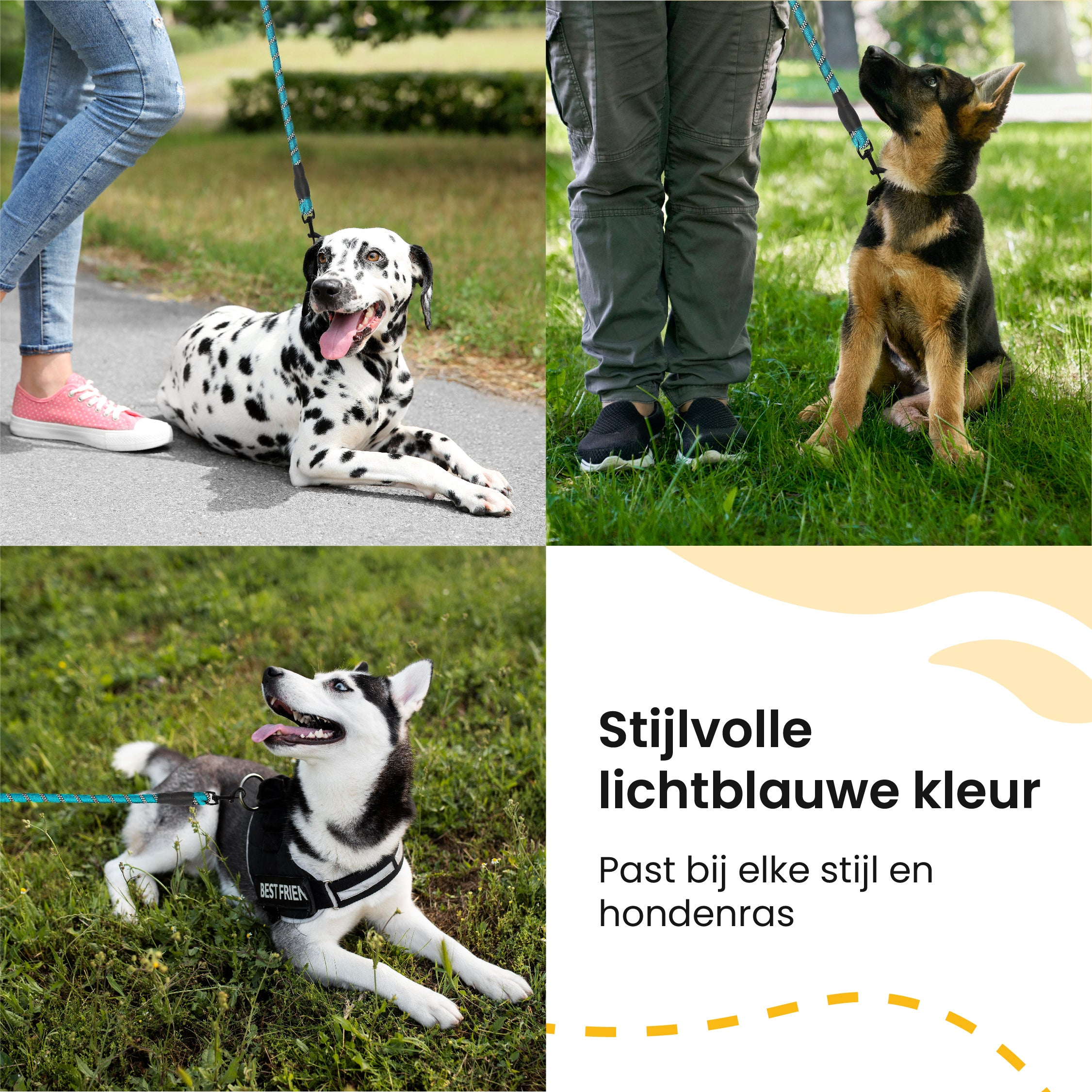 Four images of dogs with leashes. Text: stylish light blue color.