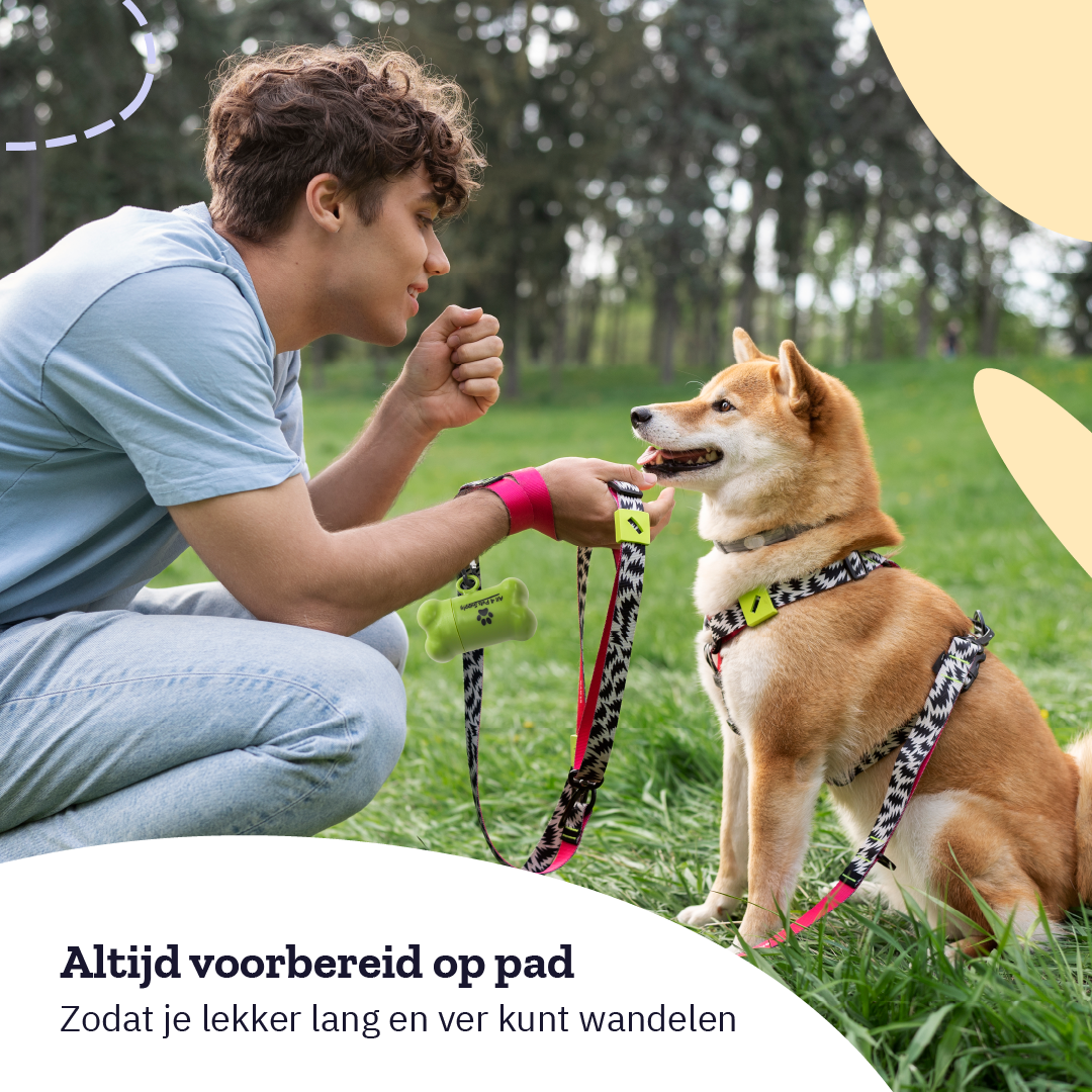 Mann trainiert Hund. Hund trägt Geschirr, Mann hält Leine und knochenförmiges Spielzeug.