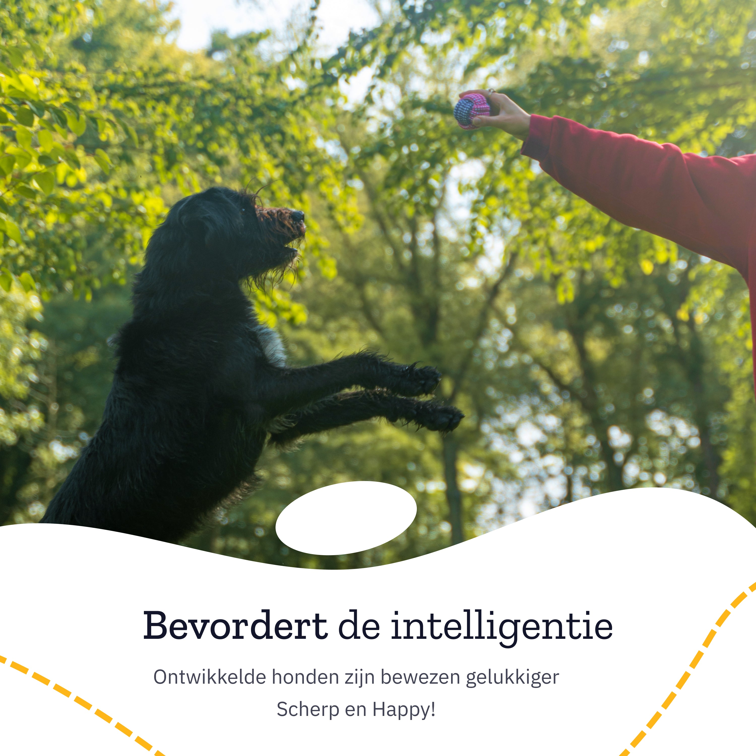 A dog jumps for a ball held by a person.