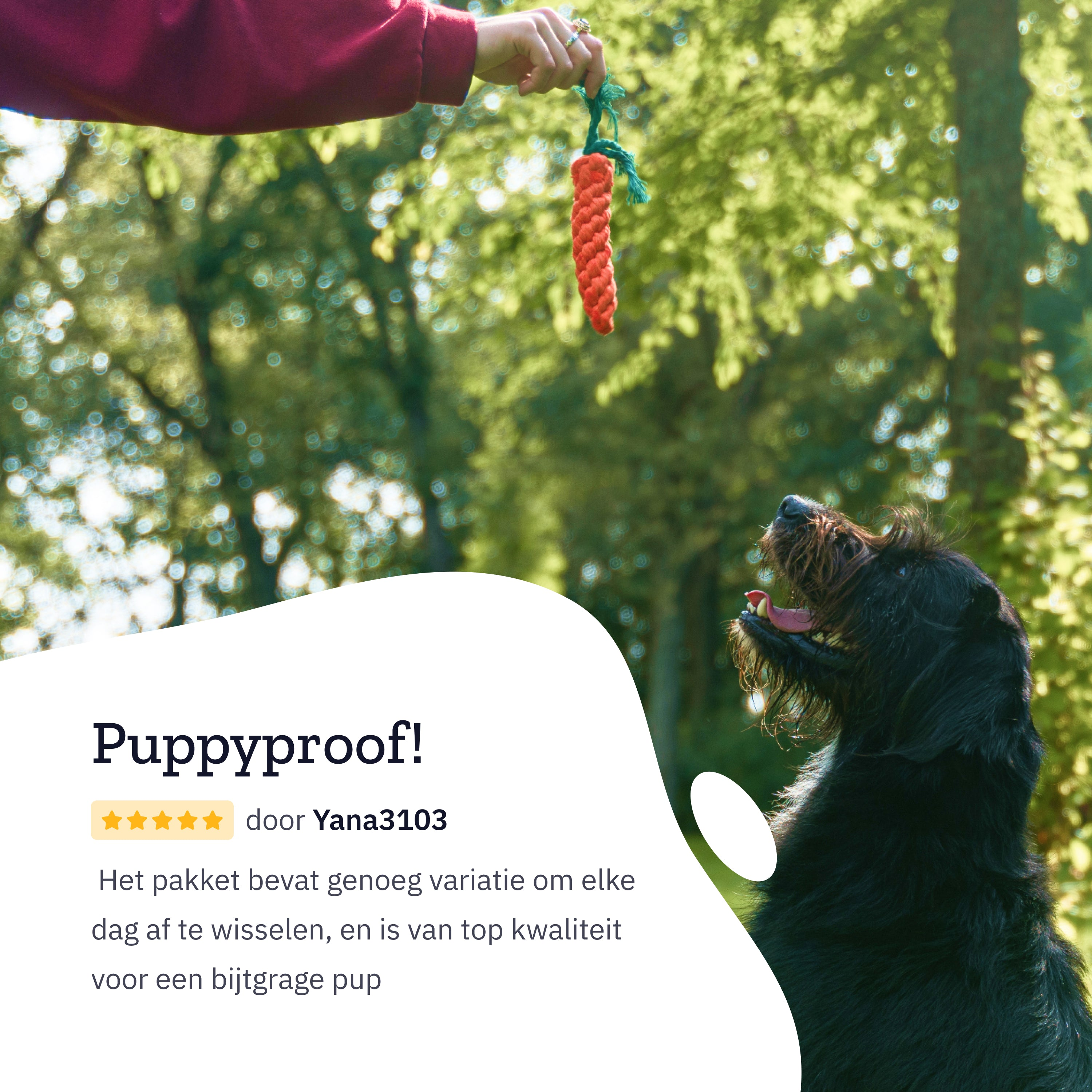 Dog looking up at a red and green toy being held by a person.