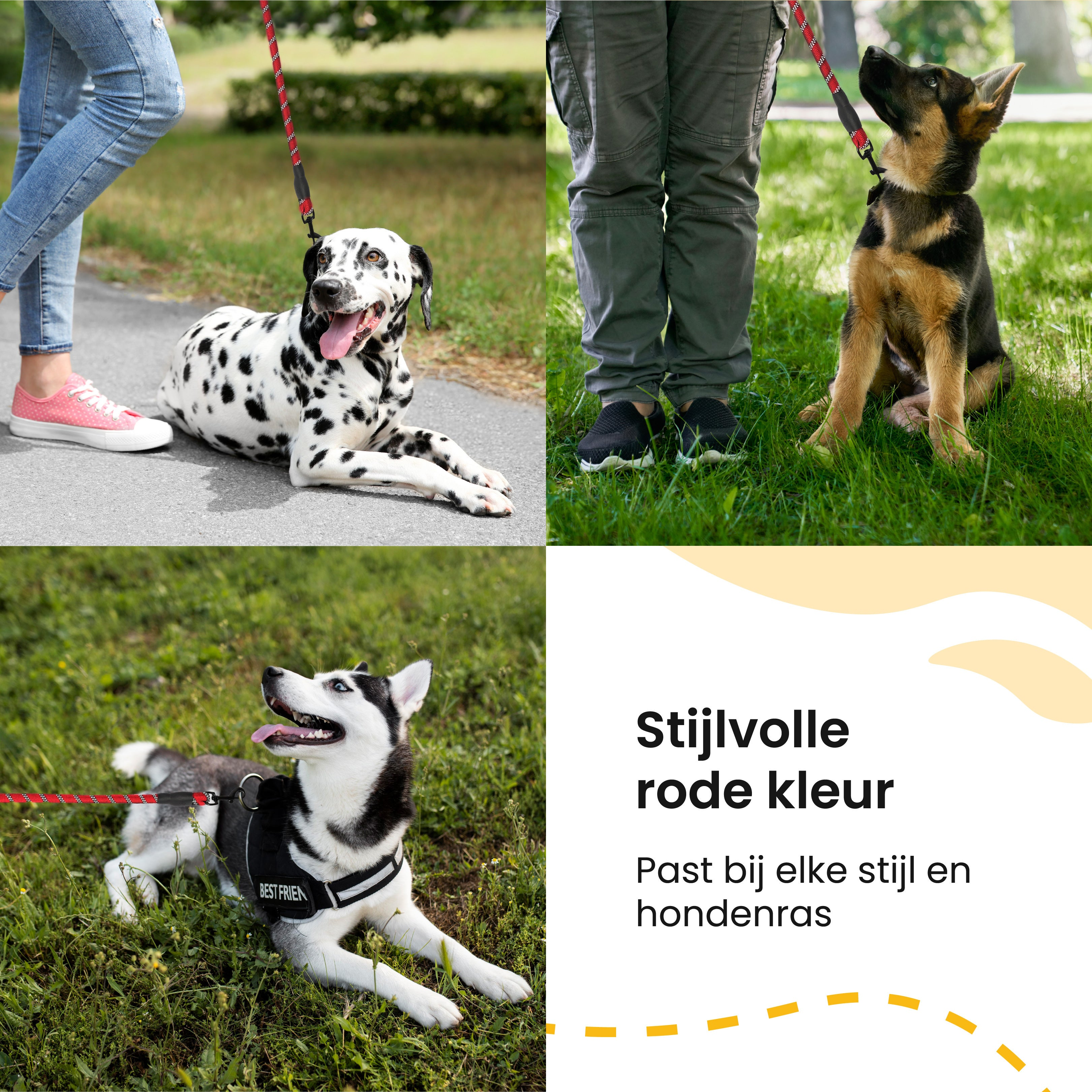 Four photos of dogs with red leashes. A Dalmatian, a German Shepherd, and a Husky are shown.