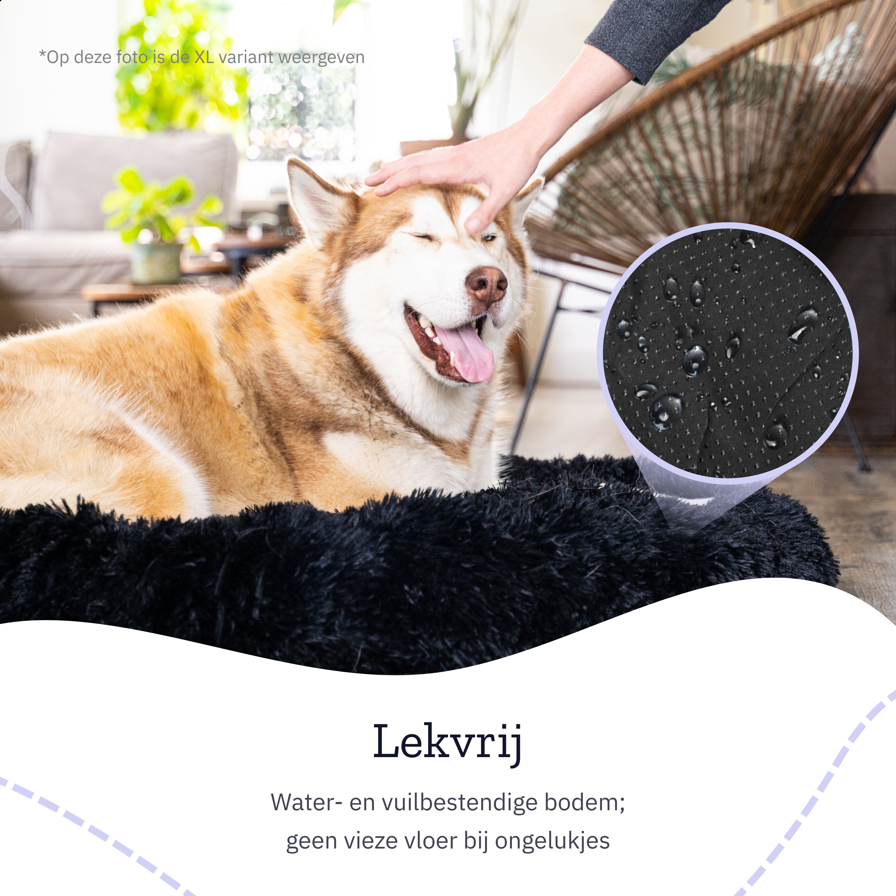 Dog on a black bed, hand petting the dog, close-up of bed with water drops.