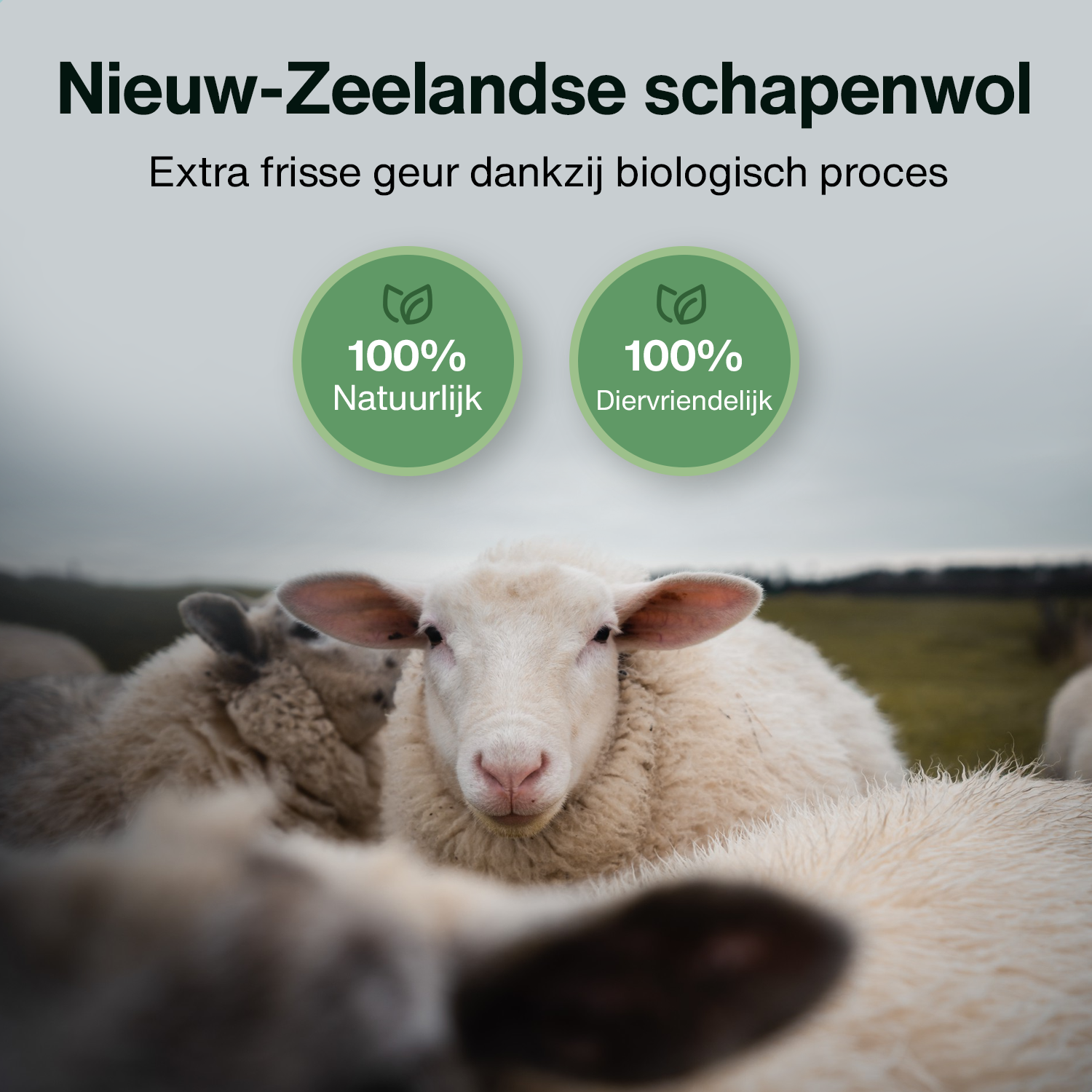 A close-up of sheep with a text in dutch about natural and animal friendly.