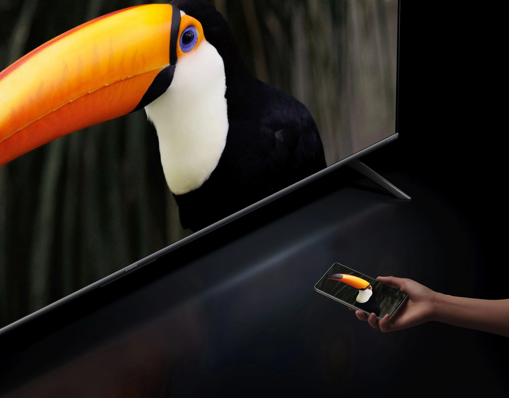 Telewizor z tukanem i telefon odzwierciedlający obraz.