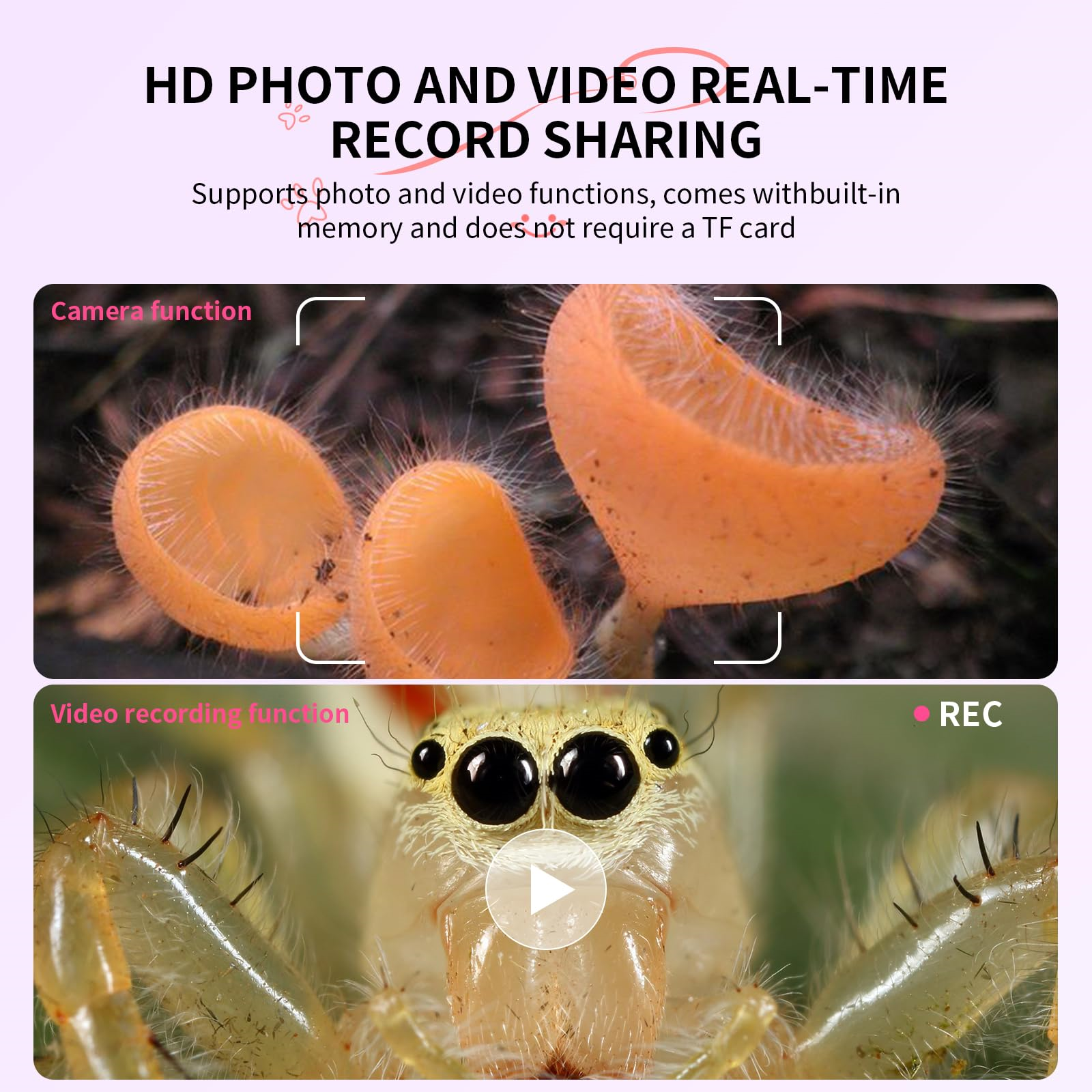 Screenshot von zwei Bildern: orangefarbene Pilze und eine Springspinne.