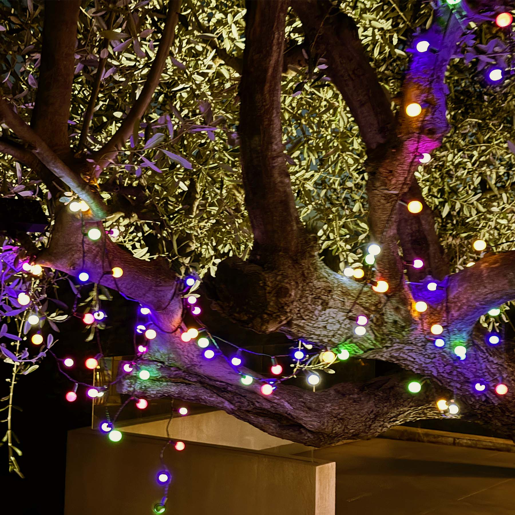 Baum nachts mit bunten Lichtern beleuchtet. Dunkler Hintergrund.