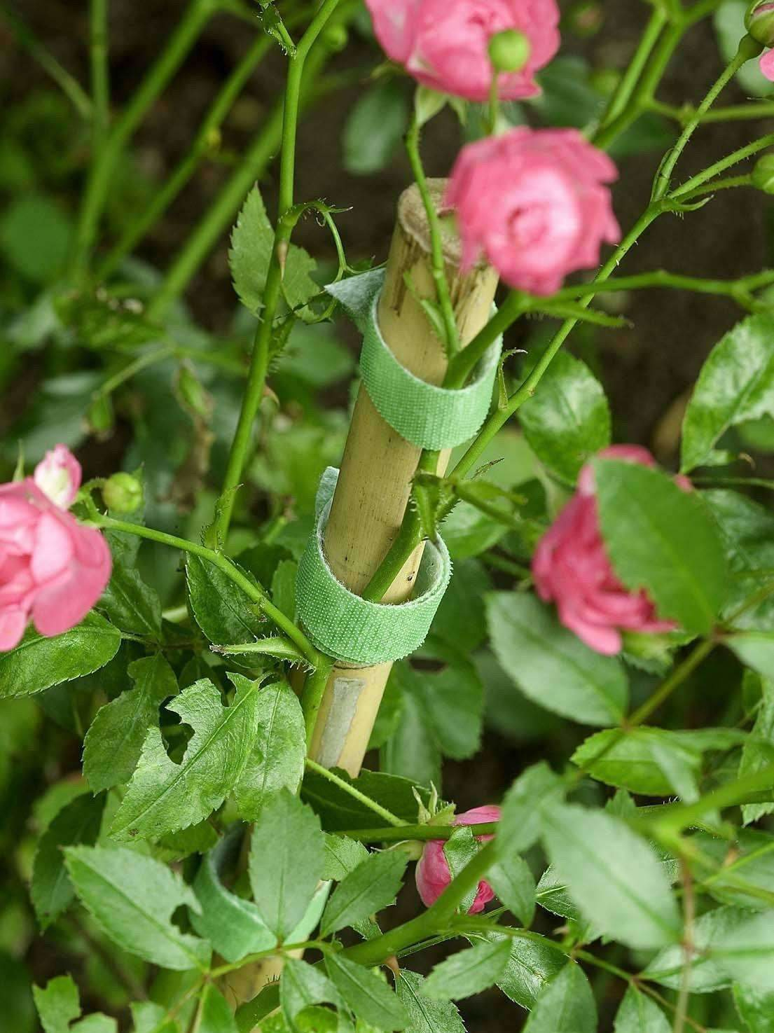 Nahaufnahme von rosafarbenen Rosen an einer Ranke, gestützt von einem Bambusstab mit grünen Bändern.