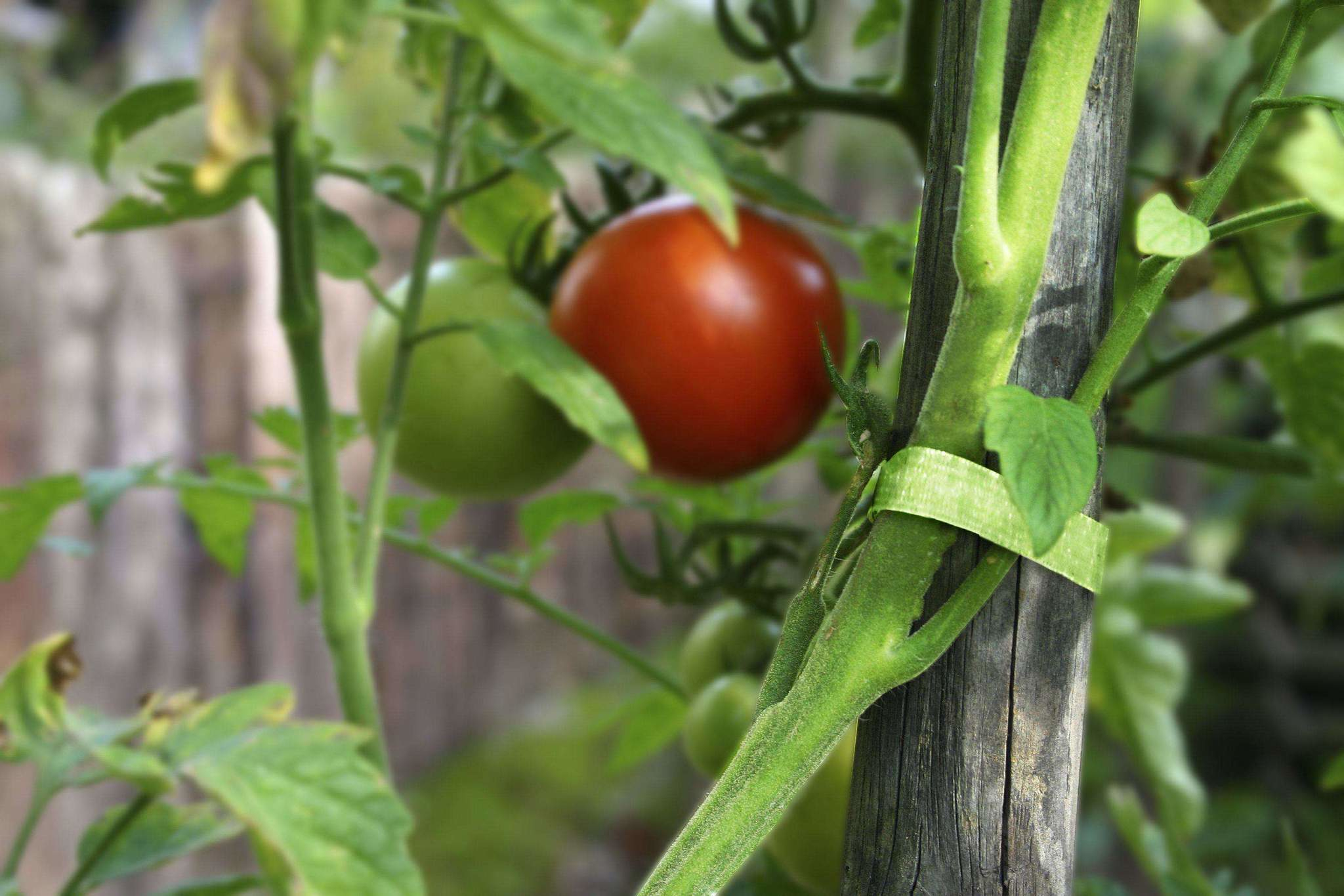 Nahaufnahme einer Tomatenpflanze mit roten und grünen Tomaten, gestützt von einem Holzpfahl und grünen Bändern.