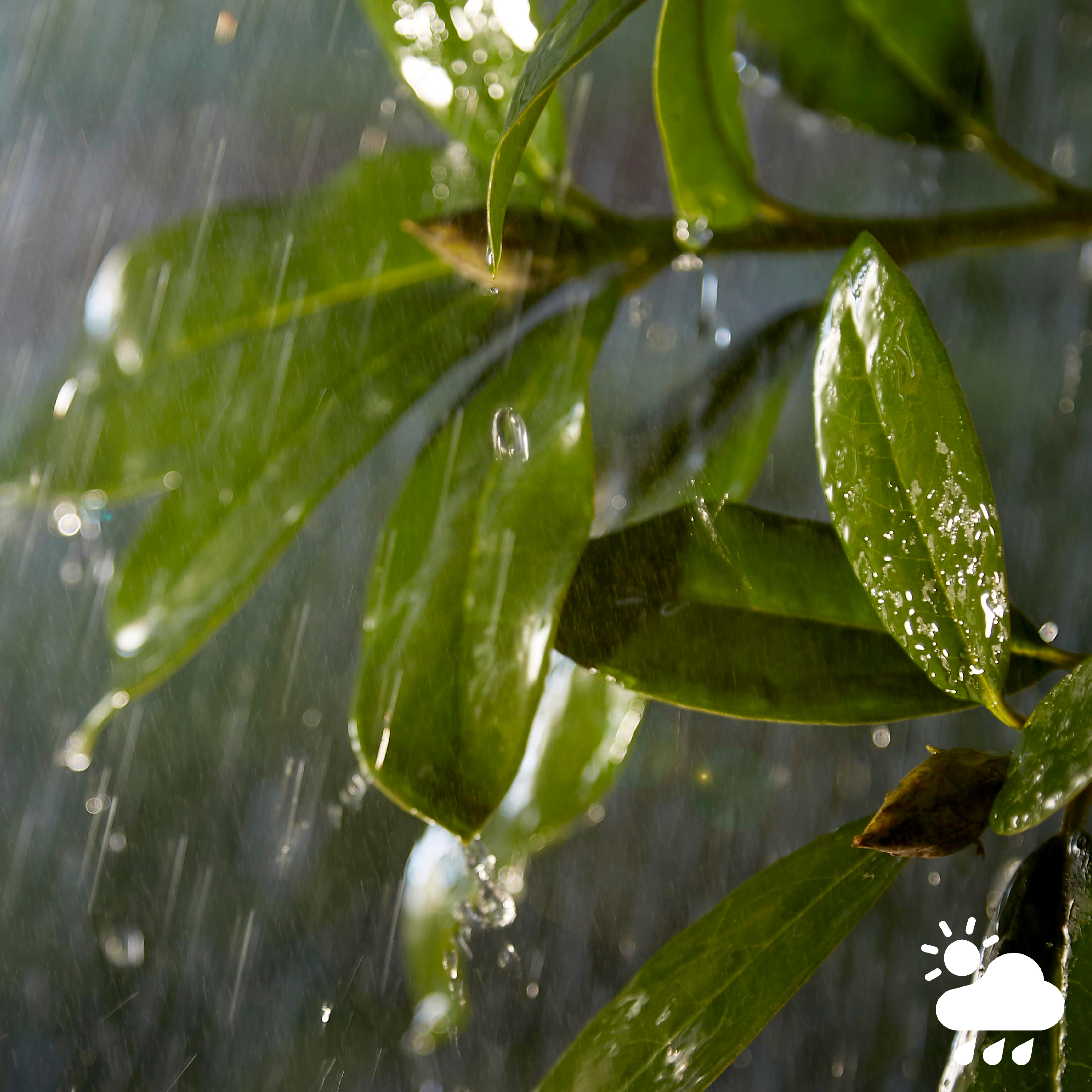 Regen fällt auf grüne Blätter. Wassertropfen und ein Wettersymbol sind sichtbar.