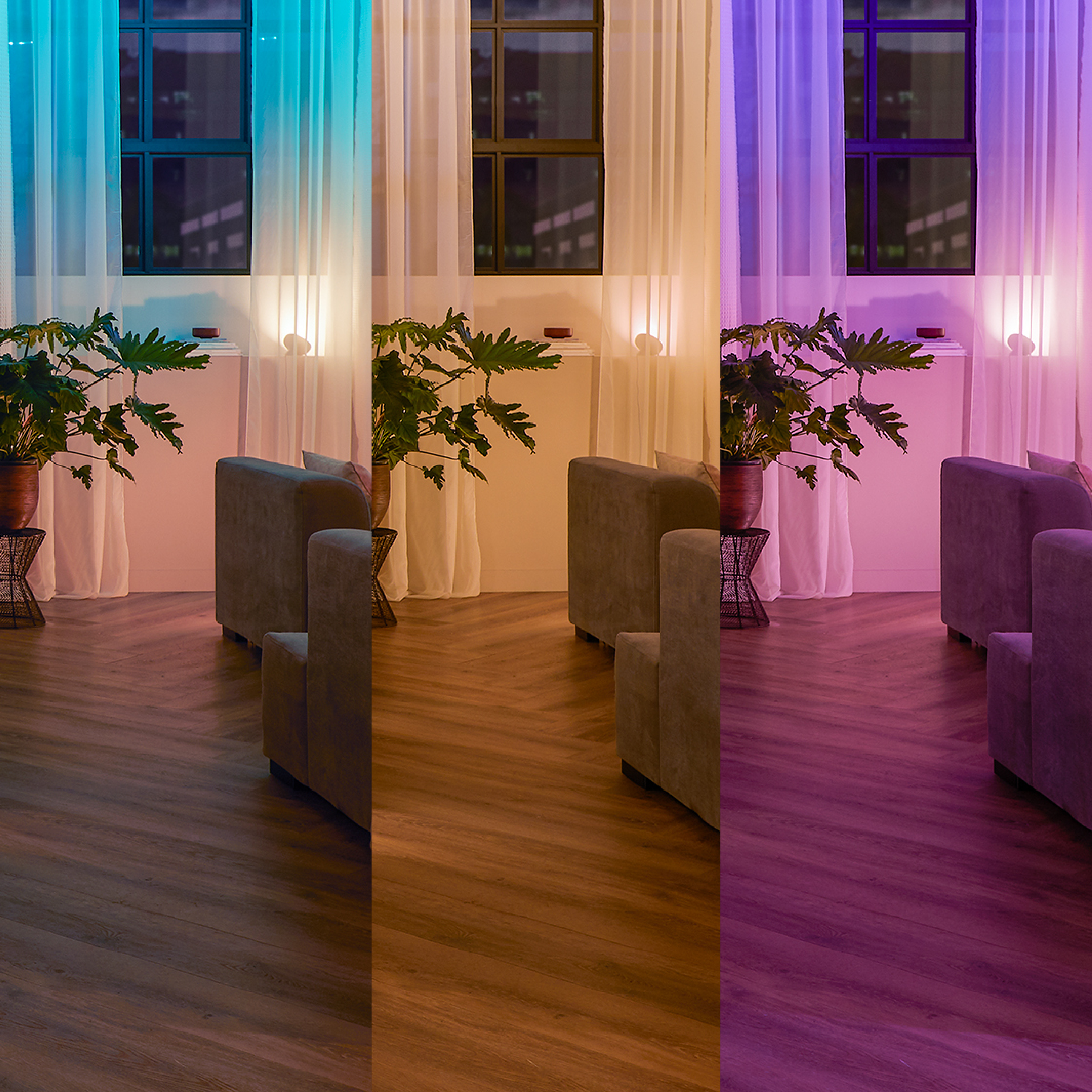 Zimmer mit drei Farbschemata: blau, orange und lila. Sofas, Pflanzen und Fenster sind sichtbar.