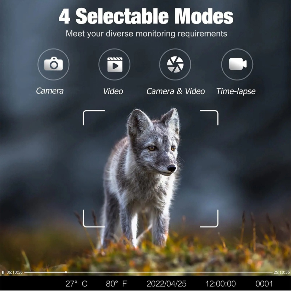 Ein Polarfuchs in unscharfem Hintergrund. Der Text oben erwähnt 4 wählbare Modi: Kamera, Video, Kamera & Video, Zeitraffer.