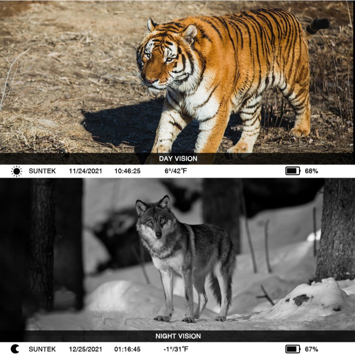 Ein geteiltes Bild: Tagessicht zeigt einen Tiger, Nachtsicht zeigt einen Wolf, beide in natürlicher Umgebung.