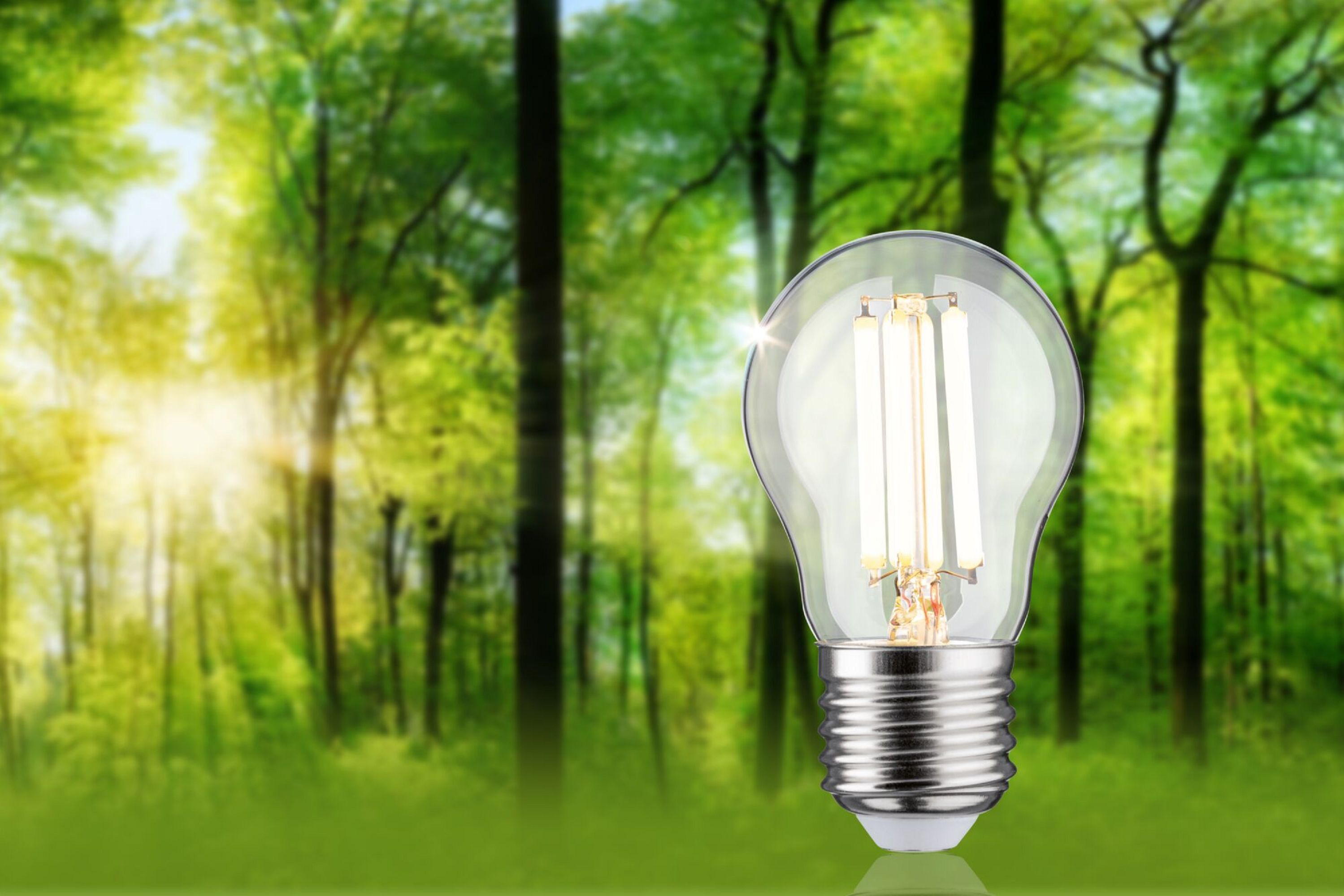 Eine leuchtende Glühbirne vor einem verschwommenen Wald mit durchscheinendem Sonnenlicht.