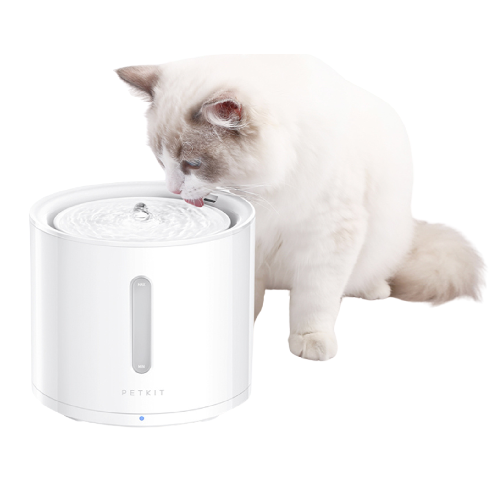 Gatto bianco che beve da una fontanella bianca per animali domestici. Sfondo bianco.