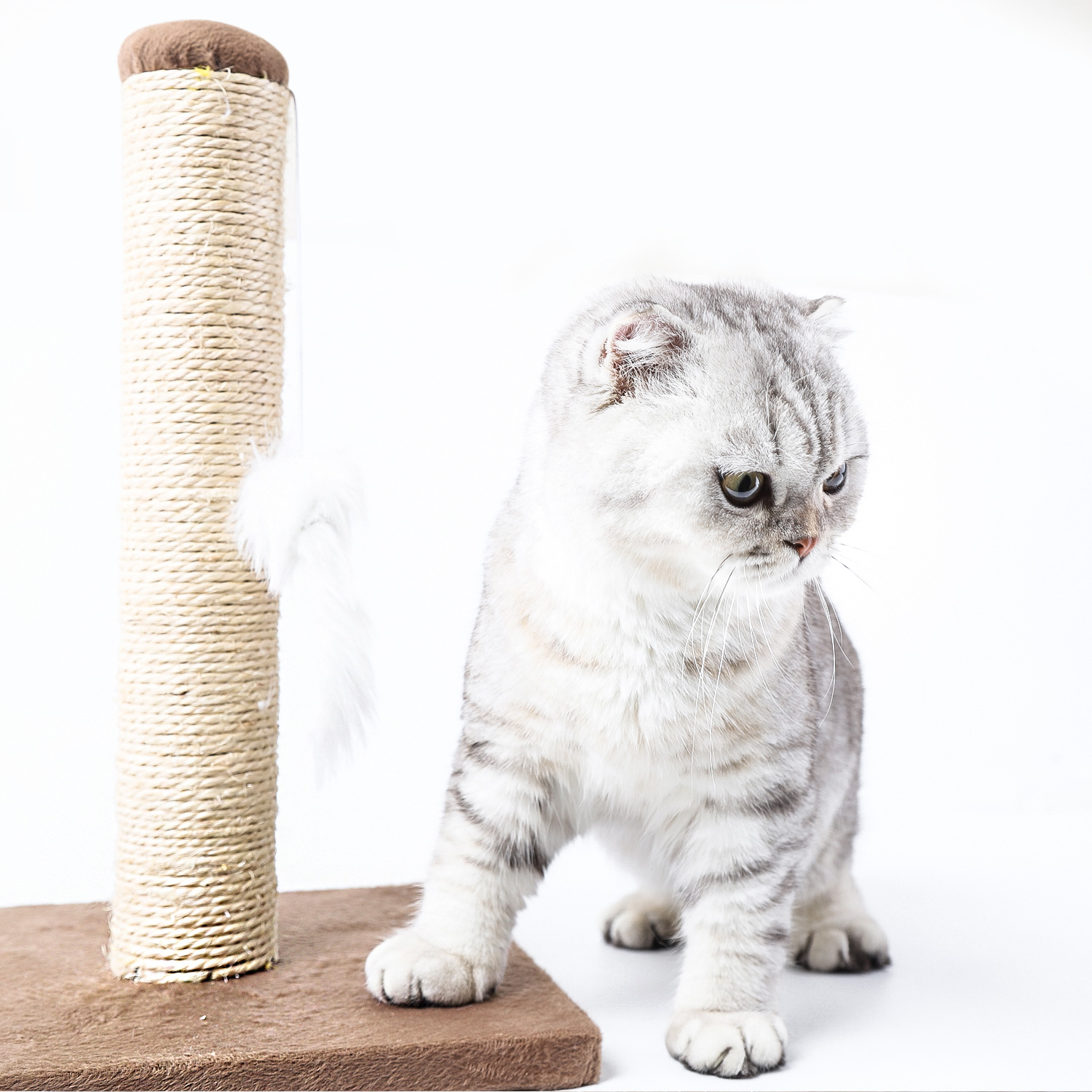 Gato gris con rascador. Fondo blanco. Gato mirando hacia abajo.