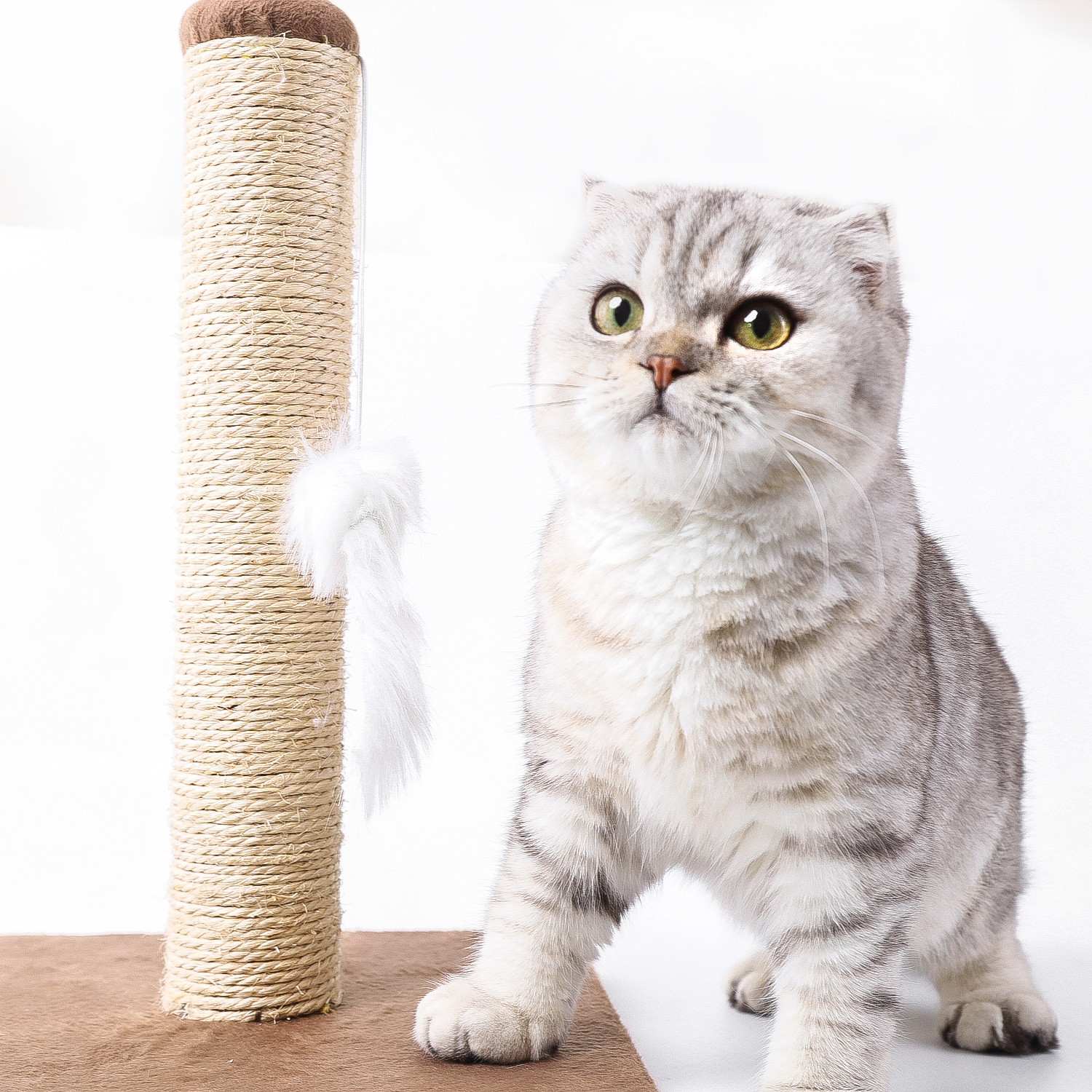 Gato plateado de ojos verdes cerca de rascador con juguete.