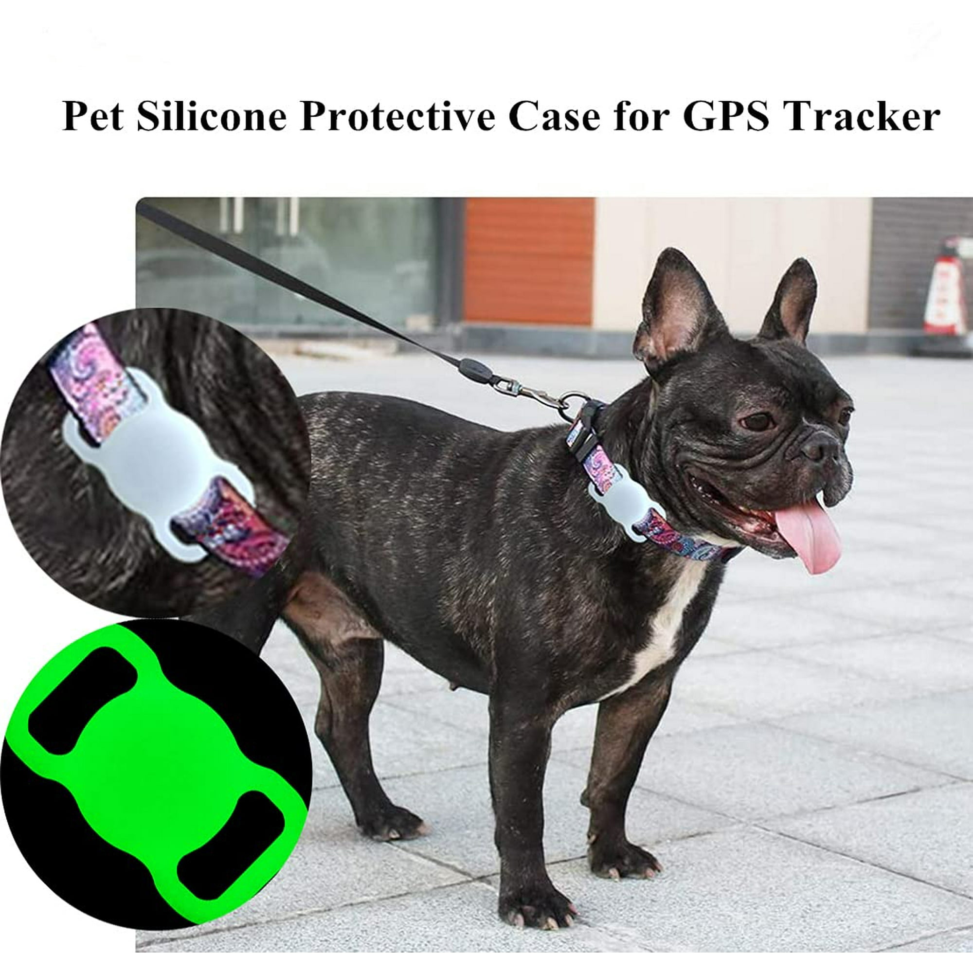 Schwarze französische Bulldogge mit GPS-Tracker an der Leine, Hund im Kreis.
